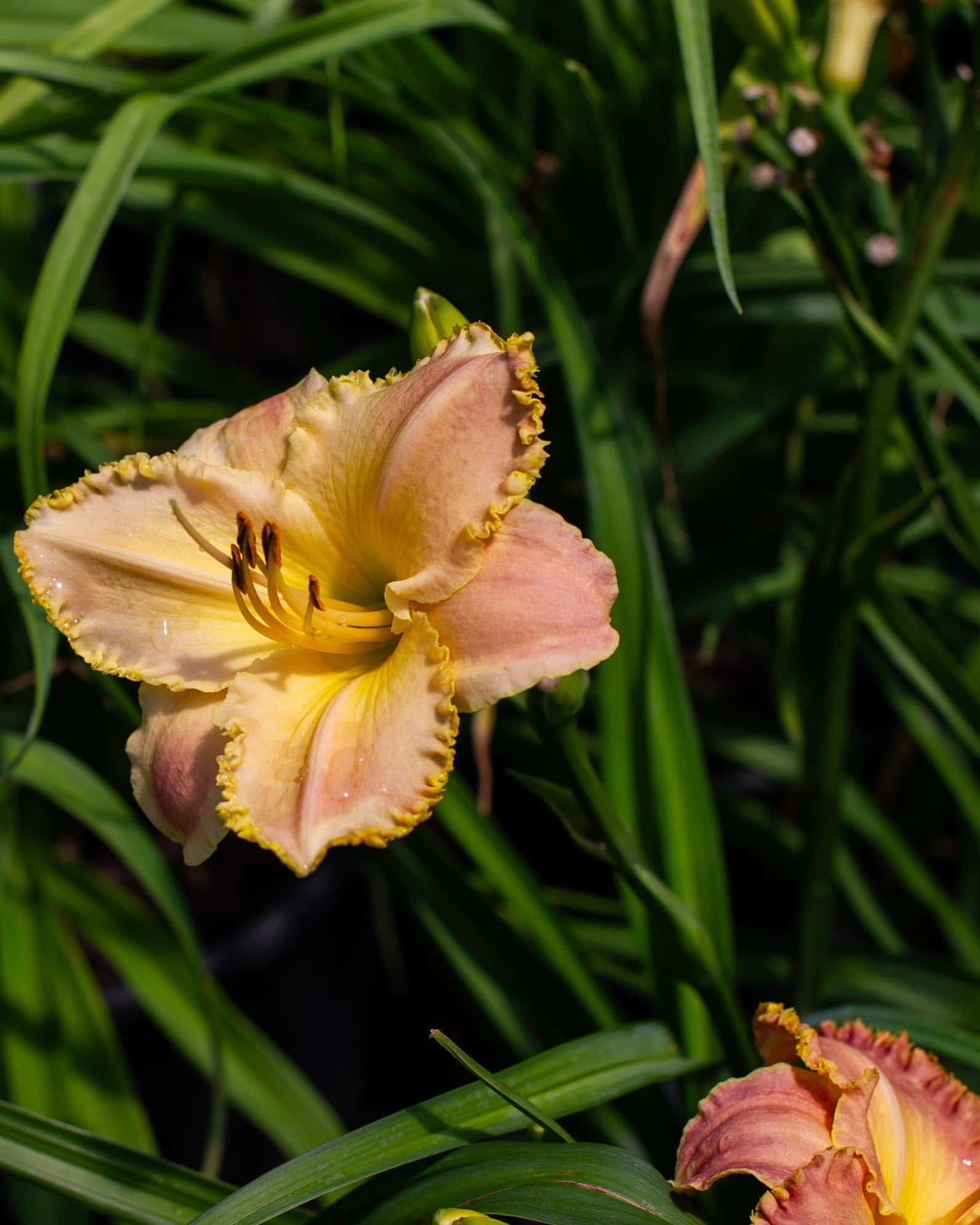 Island Jekyll Daylily - Image 2