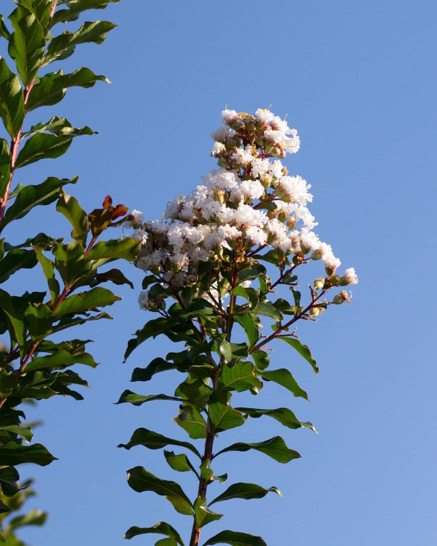Ivory Crape Myrtle - Main Image