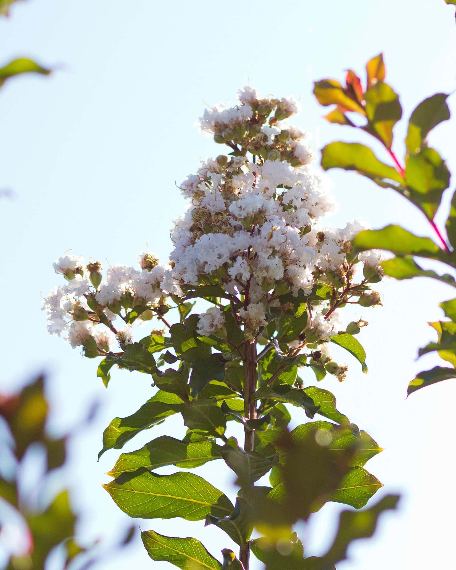Ivory Crape Myrtle - Image 3