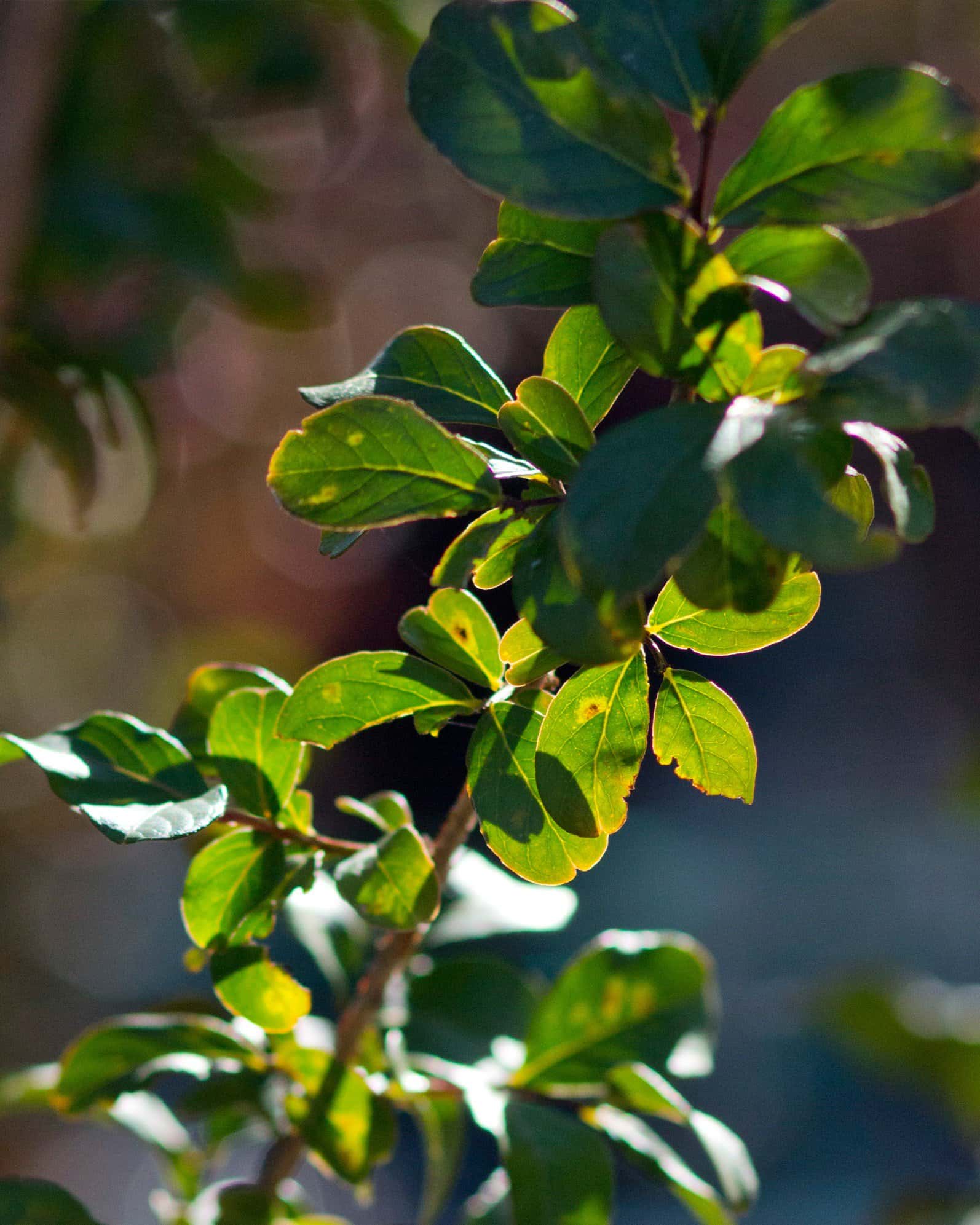 Ivory Crape Myrtle - Image 4
