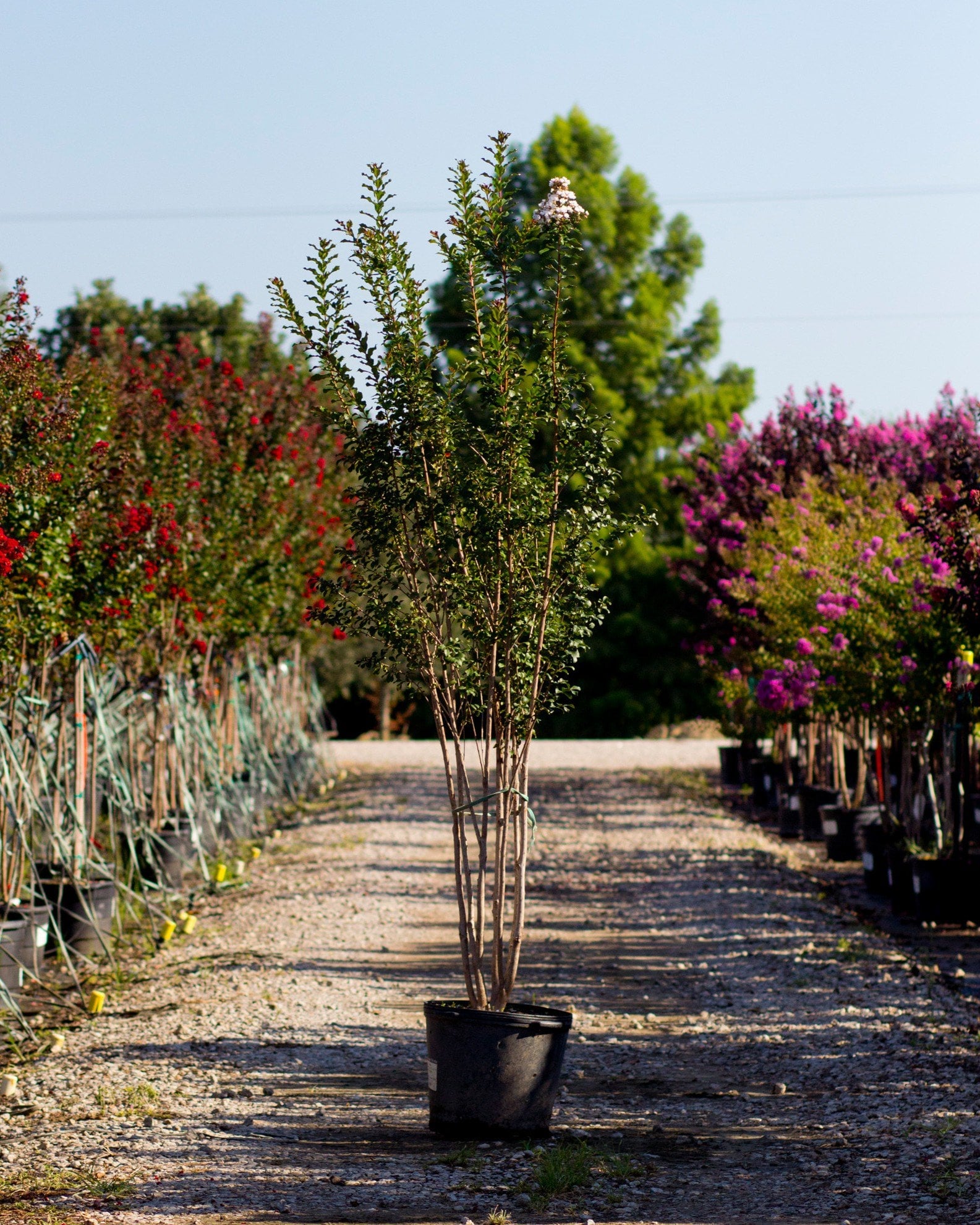 Colorama Ivory Crape Myrtle - Image 1