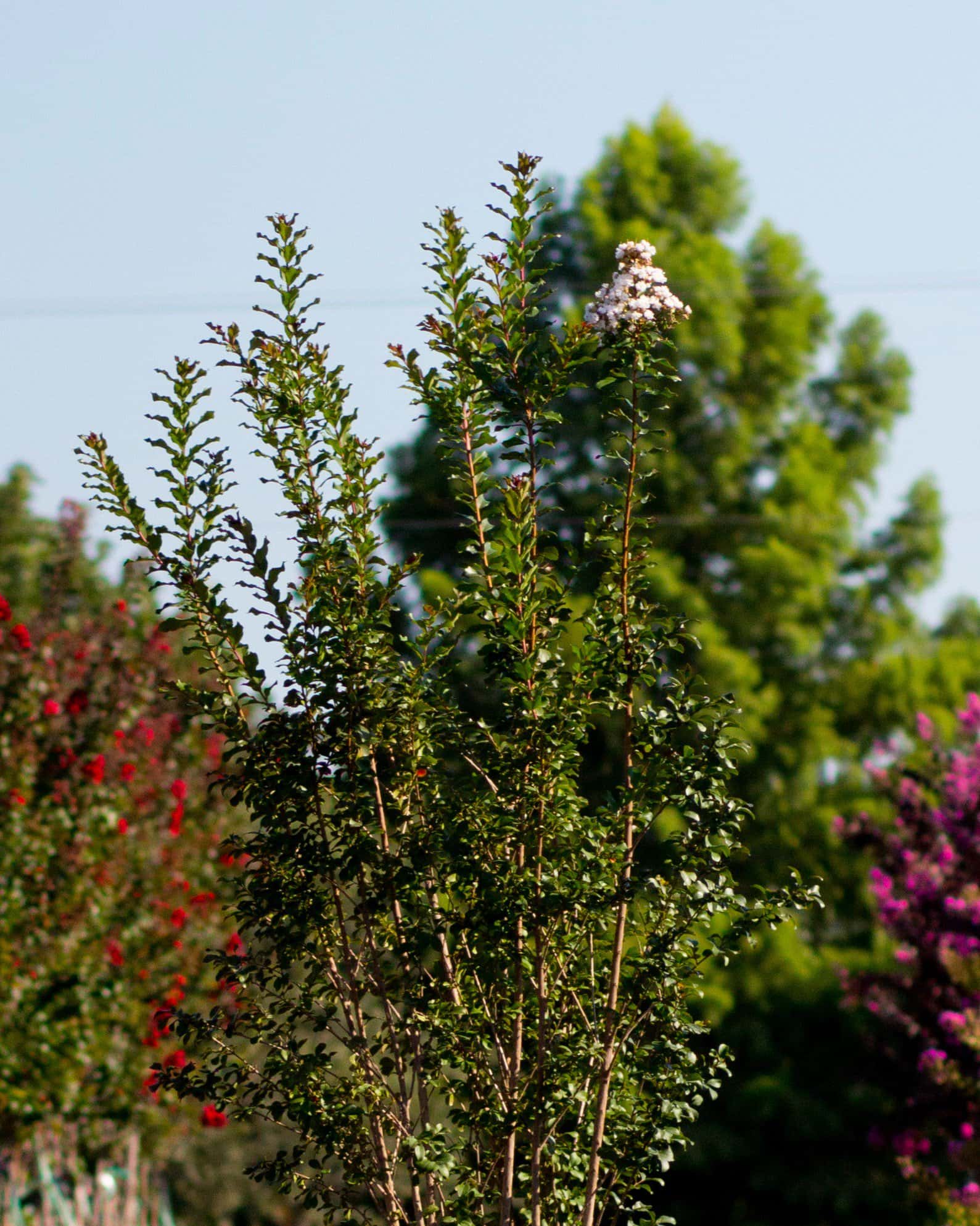 Ivory Crape Myrtle - Image 2