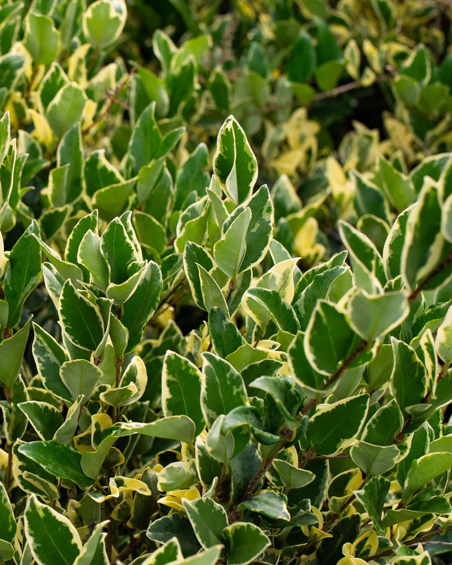 Jack Frost Ligustrum - Main Image