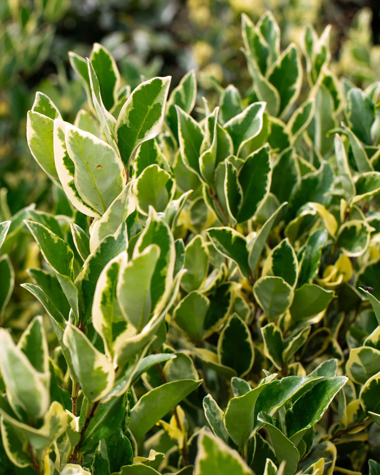 Jack Frost Ligustrum - Image 5