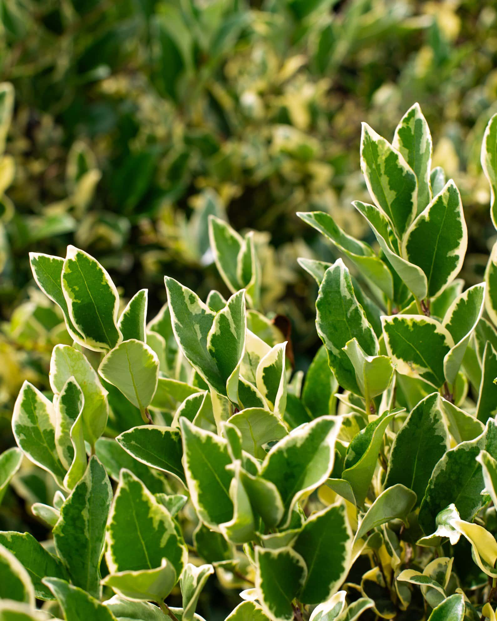 Jack Frost Ligustrum - Image 6