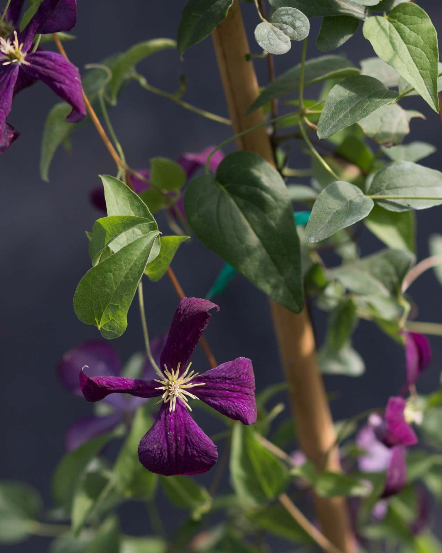 Jackmanii Superba Clematis - Main Image