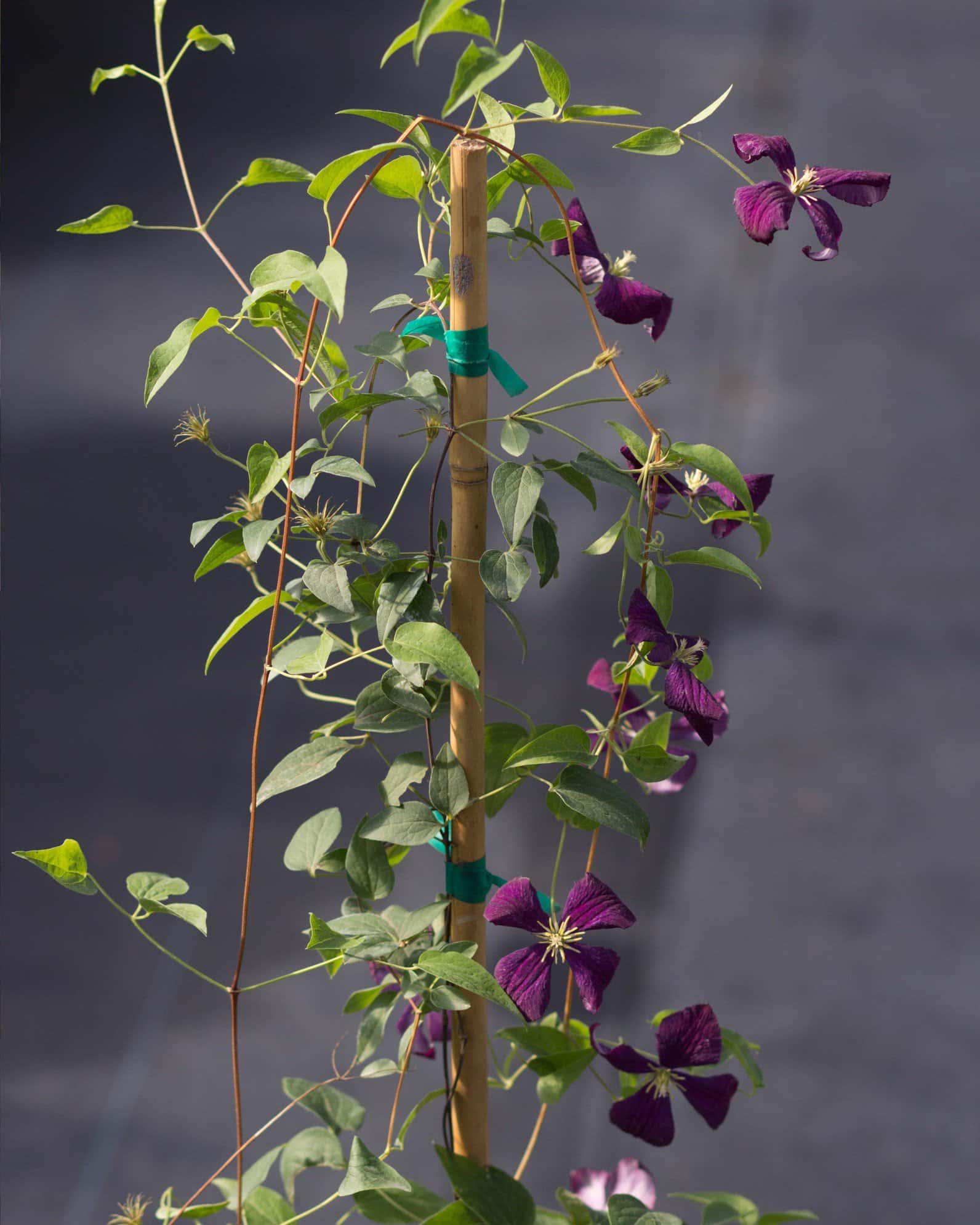 Jackmanii Superba Clematis - Image 5