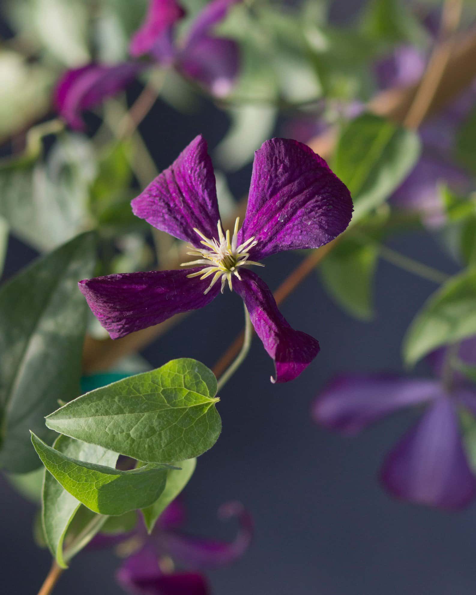 Jackmanii Superba Clematis - Image 1