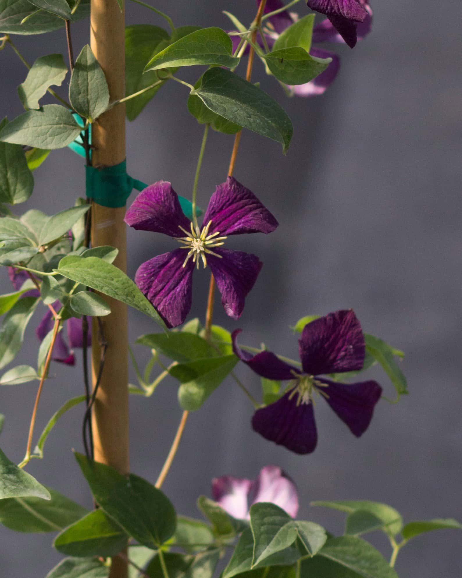Jackmanii Superba Clematis - Image 2