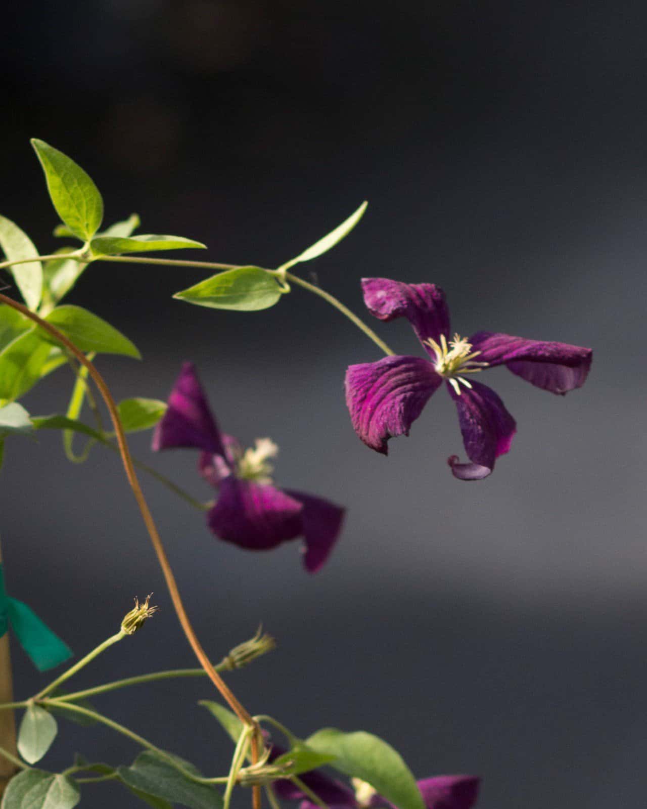 Jackmanii Superba Clematis - Image 3