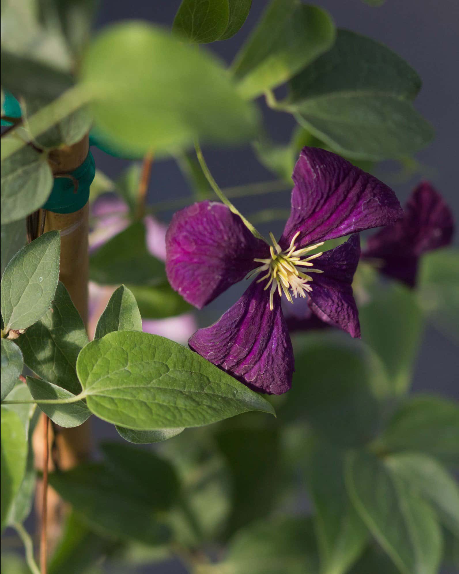 Jackmanii Superba Clematis - Image 4