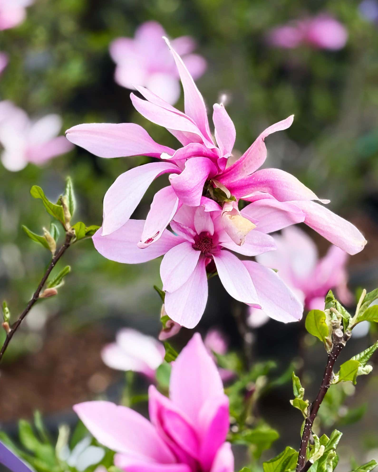 Ann Magnolia - Main Image