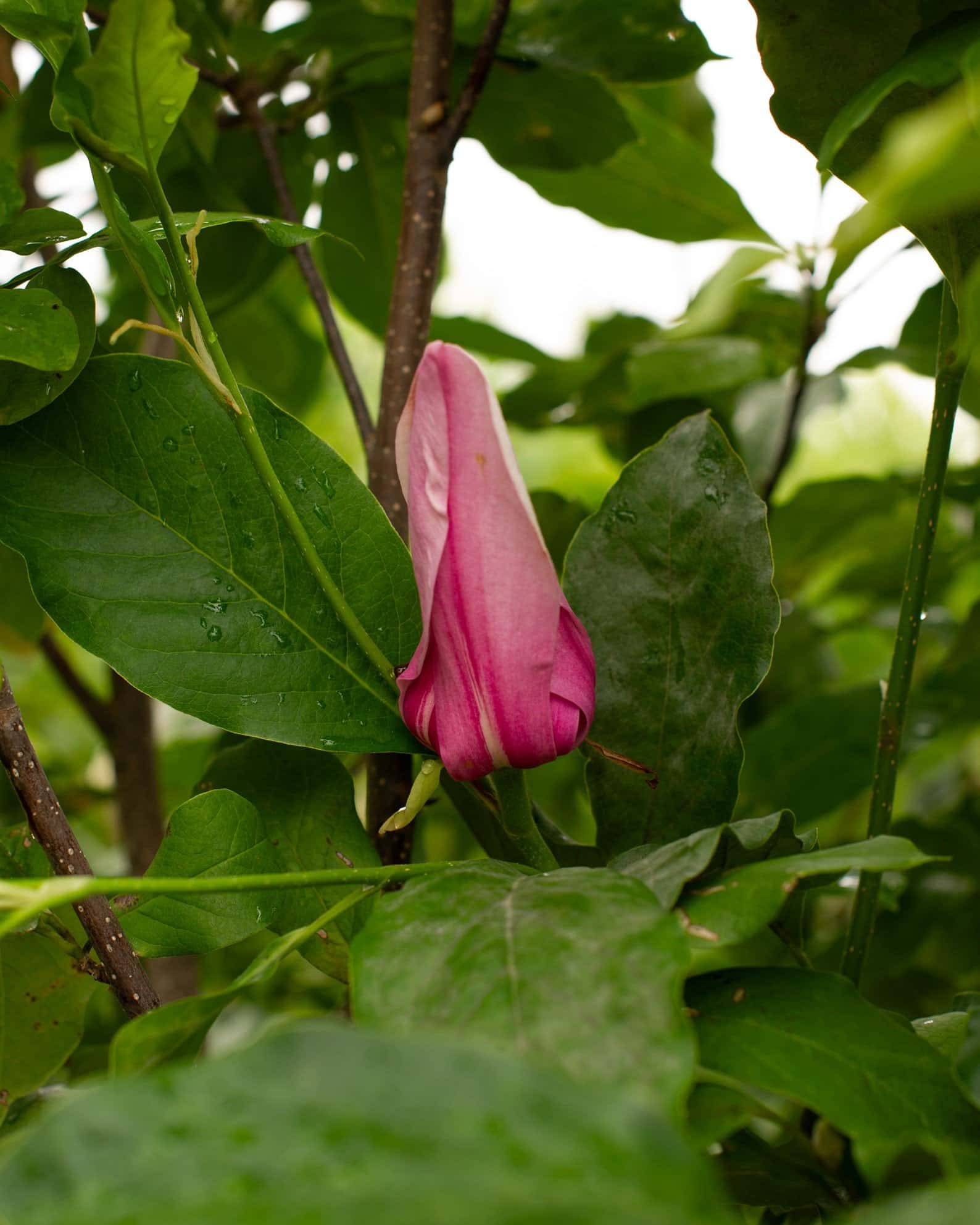 Jane Magnolia - Image 1