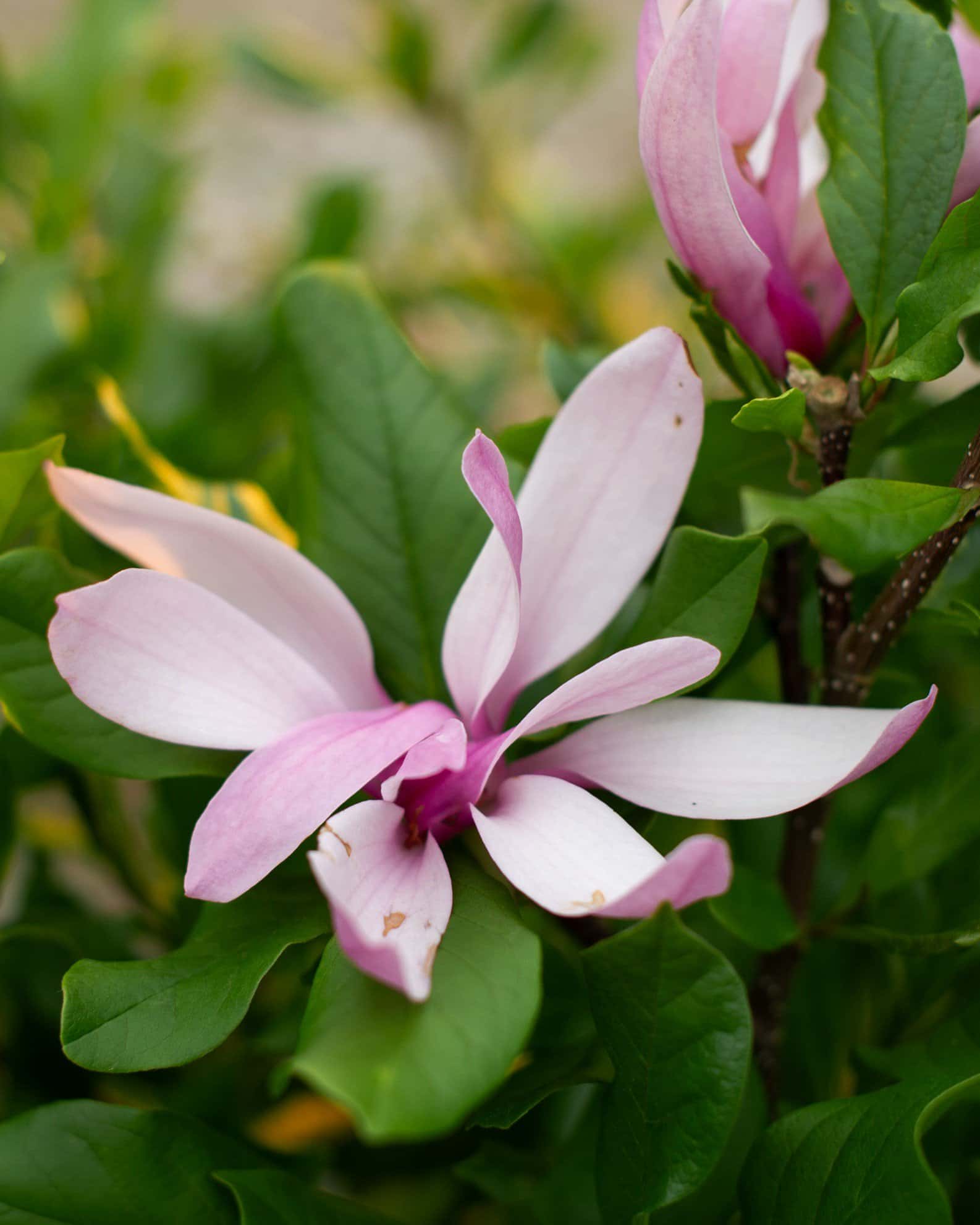 Jane Magnolia - Image 7