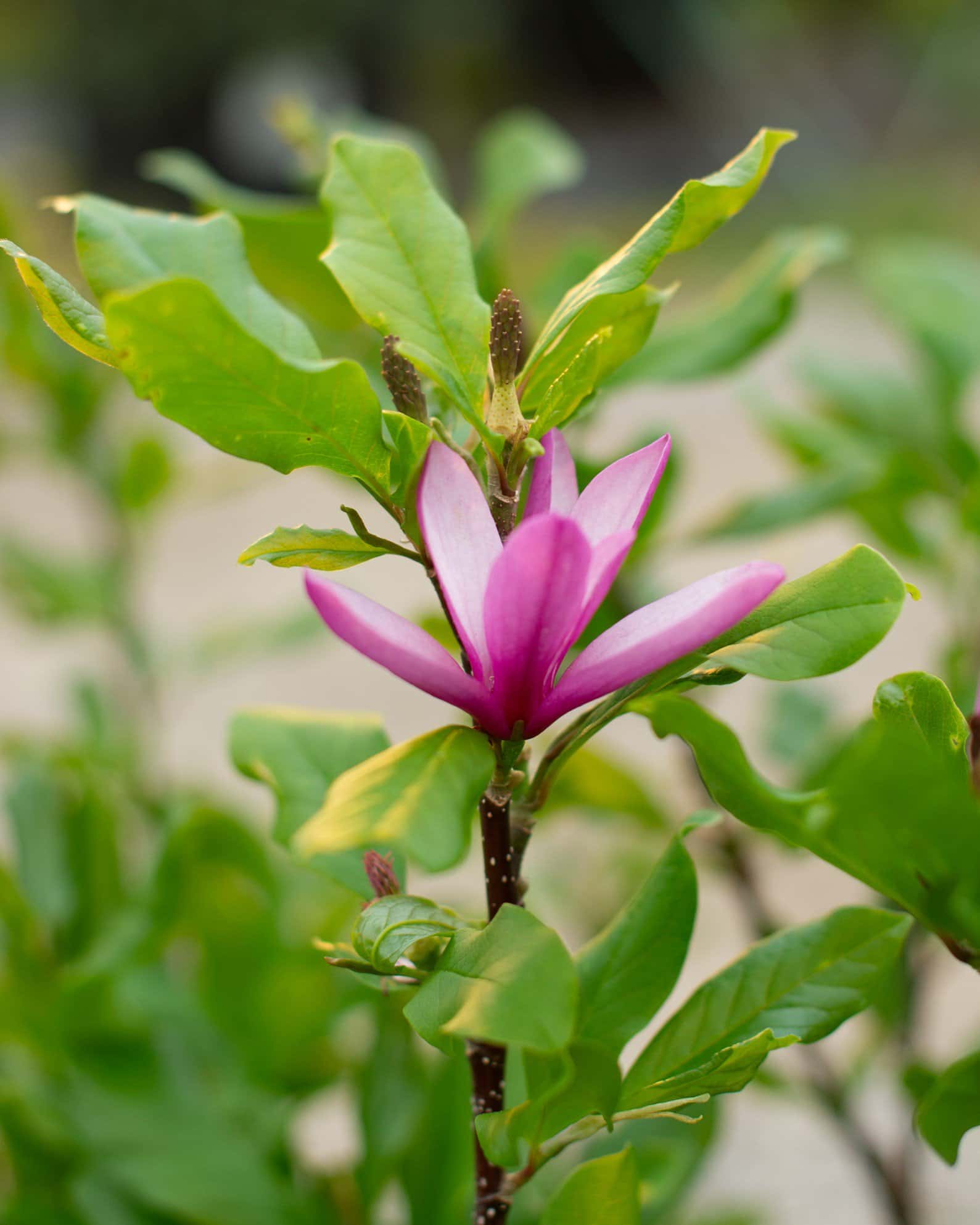 Jane Magnolia - Image 3