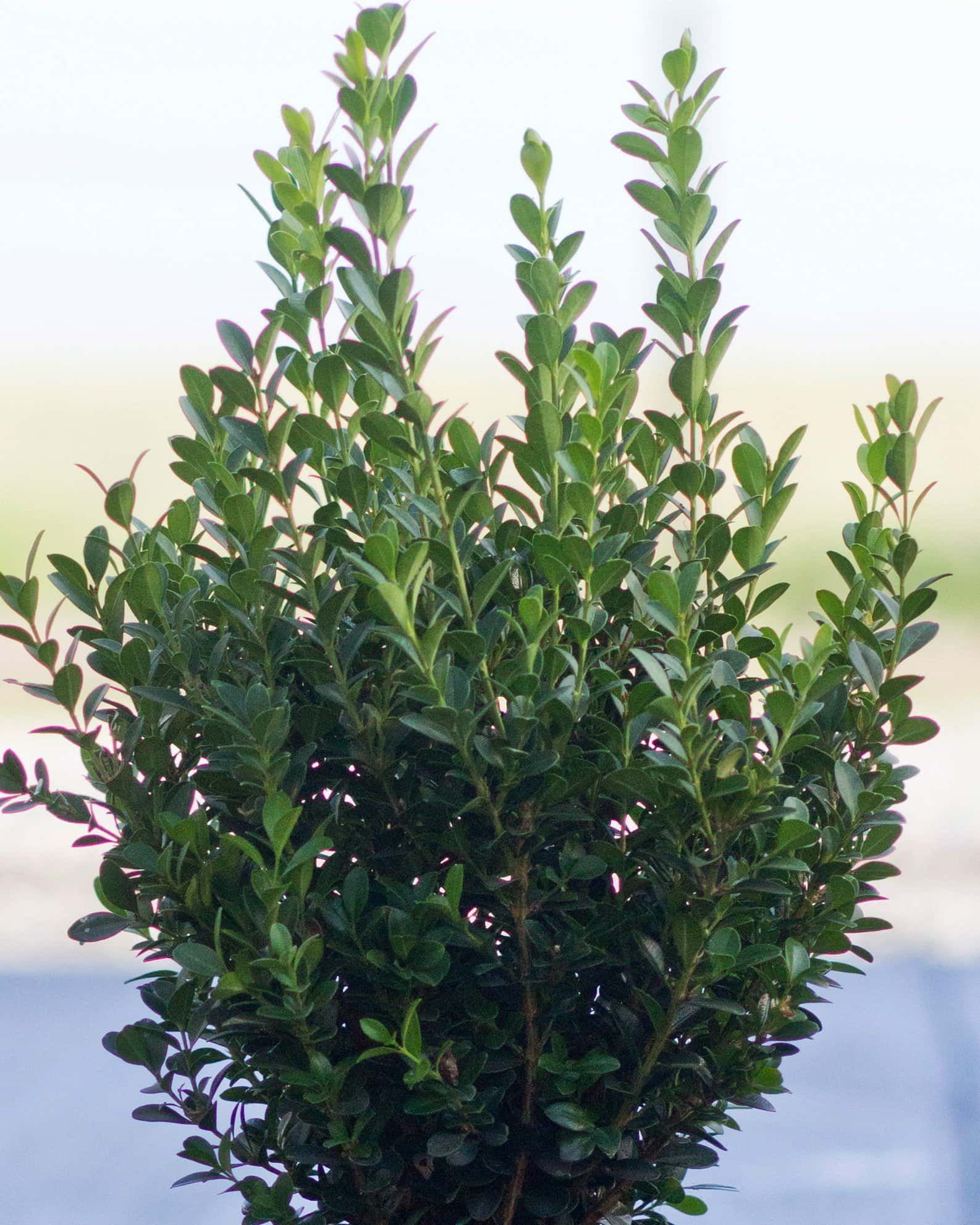 Japanese Boxwood - Main Image