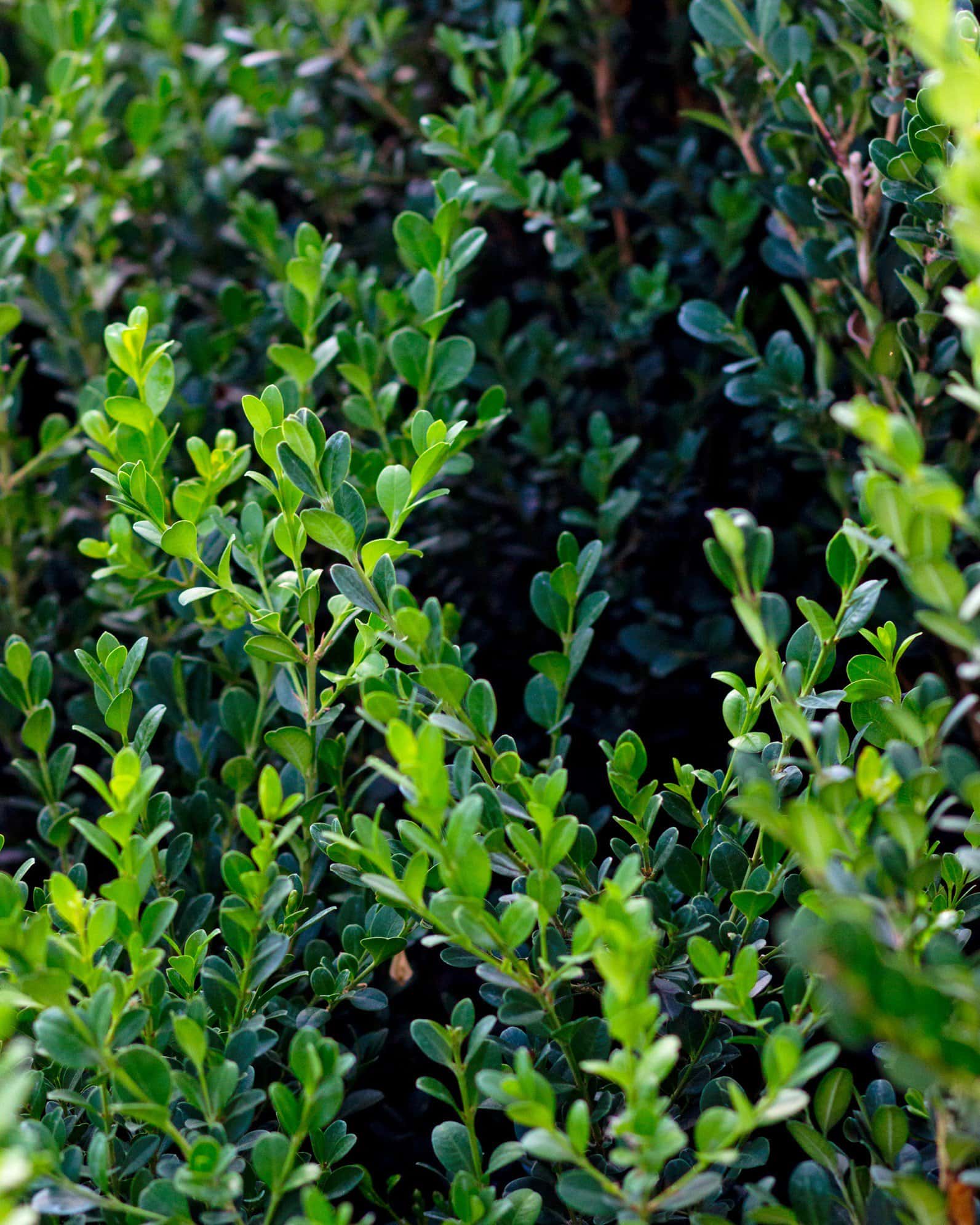Japanese Boxwood - Image 1