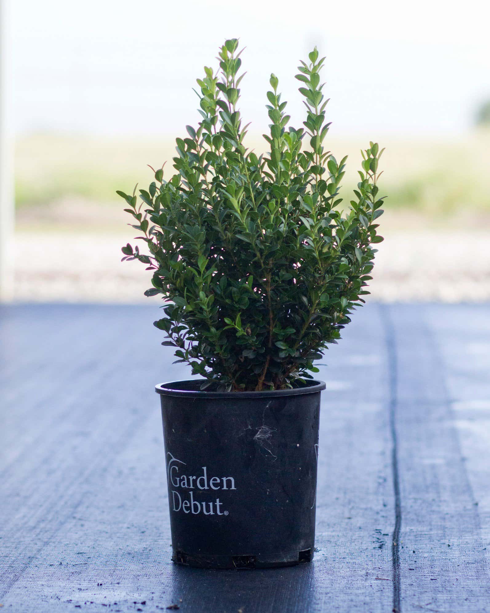 Japanese Boxwood - Image 3