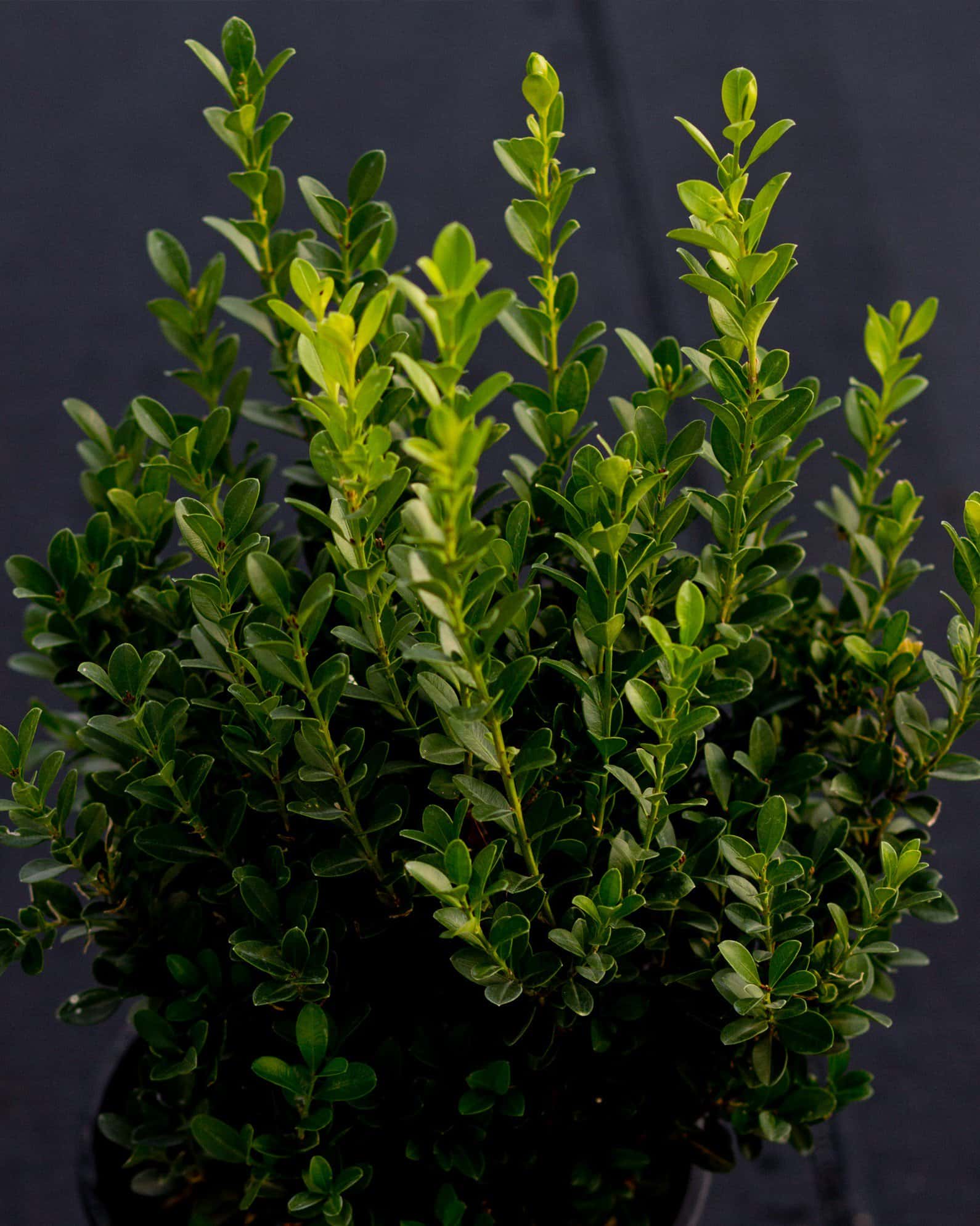 Japanese Boxwood - Image 2