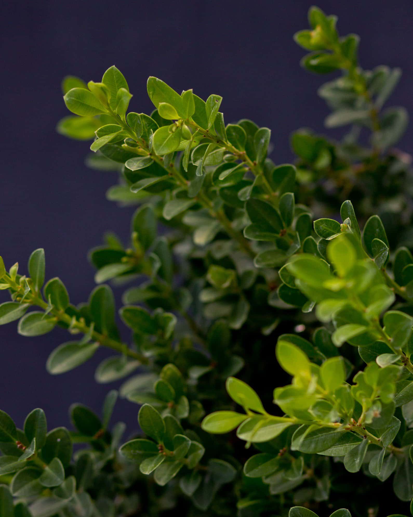 Japanese Boxwood - Image 4
