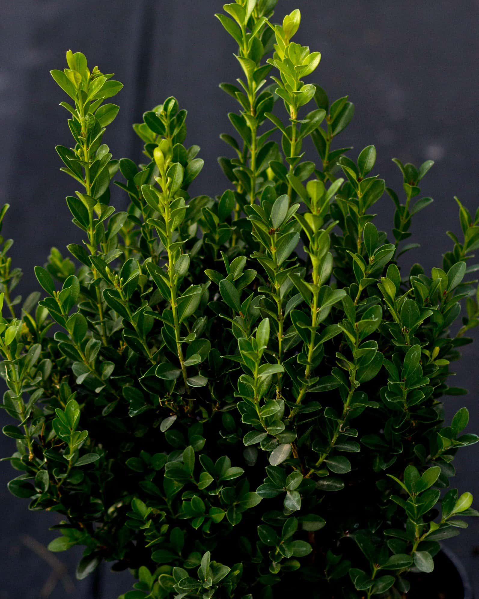 Japanese Boxwood - Image 5