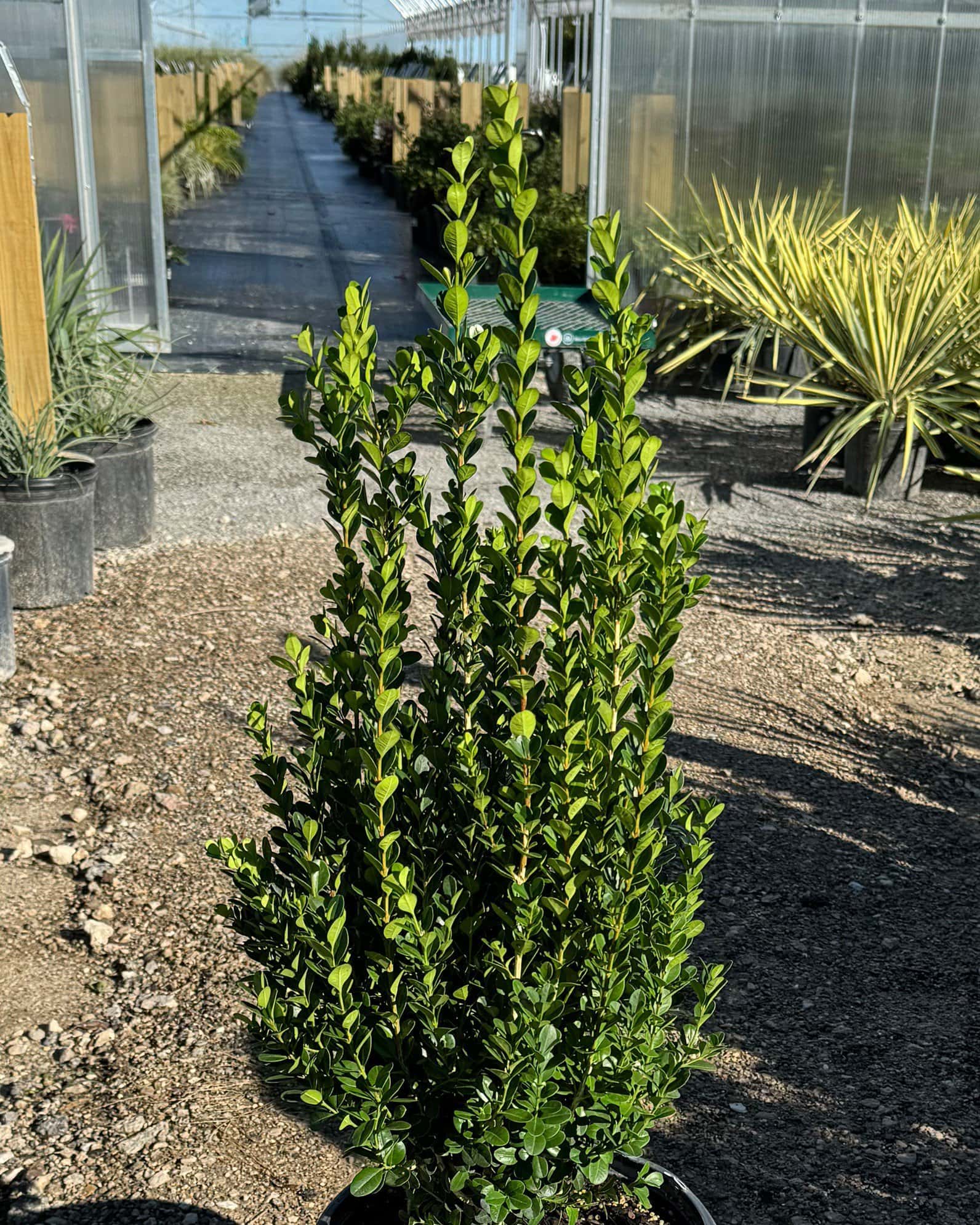Sprinter Boxwood - Main Image