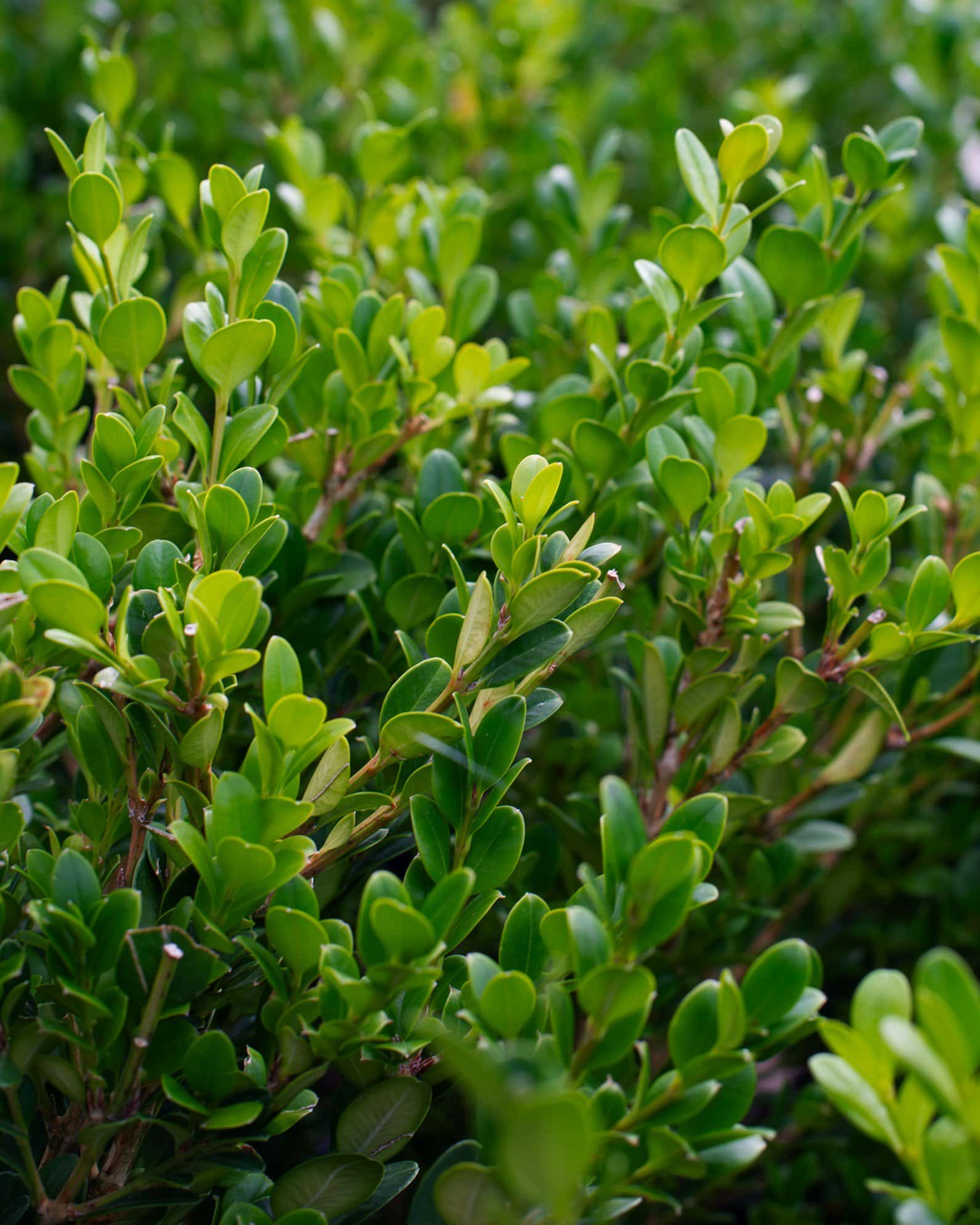 Wintergreen Boxwood - Main Image