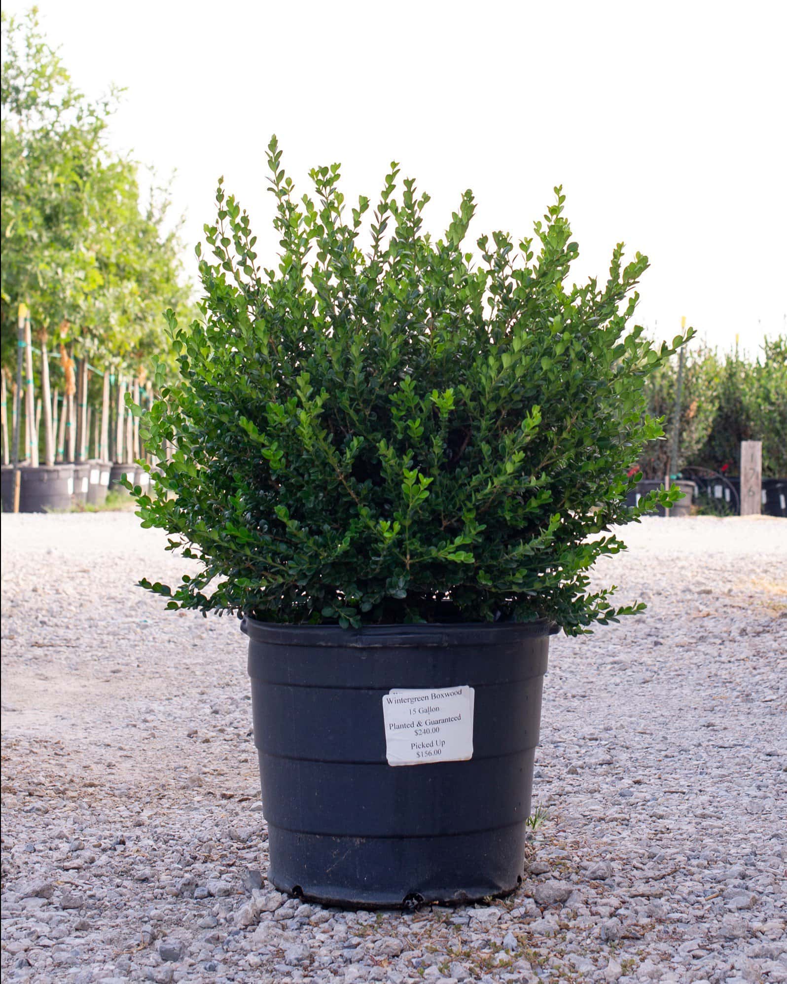 Wintergreen Boxwood - Image 7