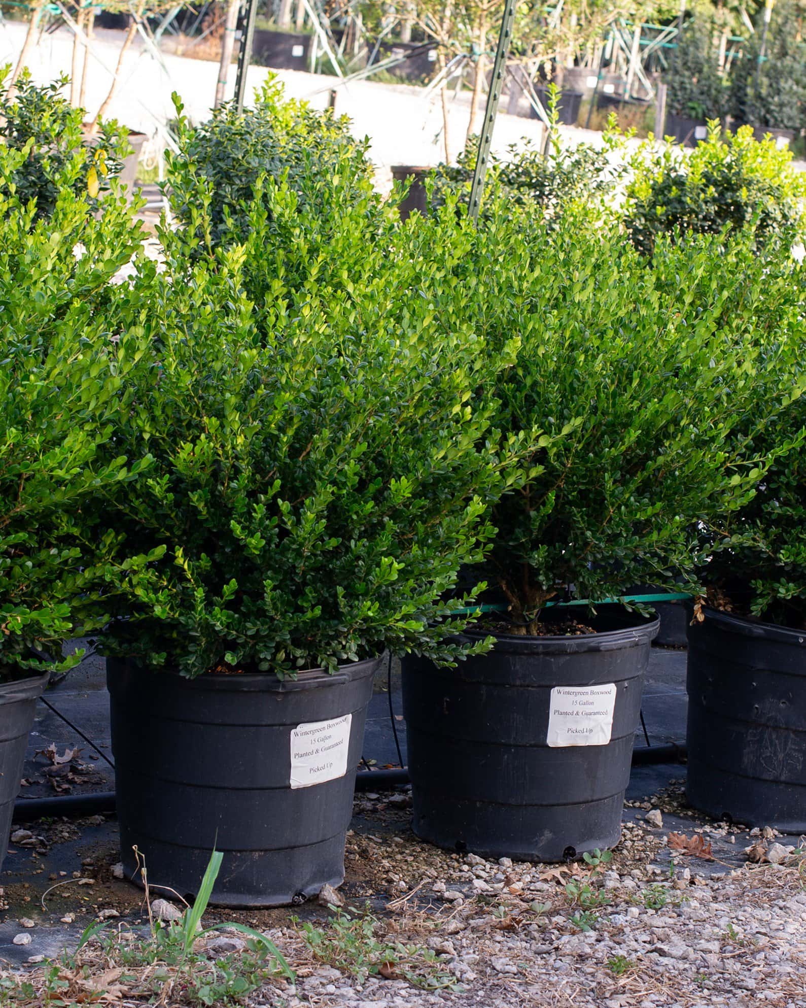Wintergreen Boxwood - Image 1