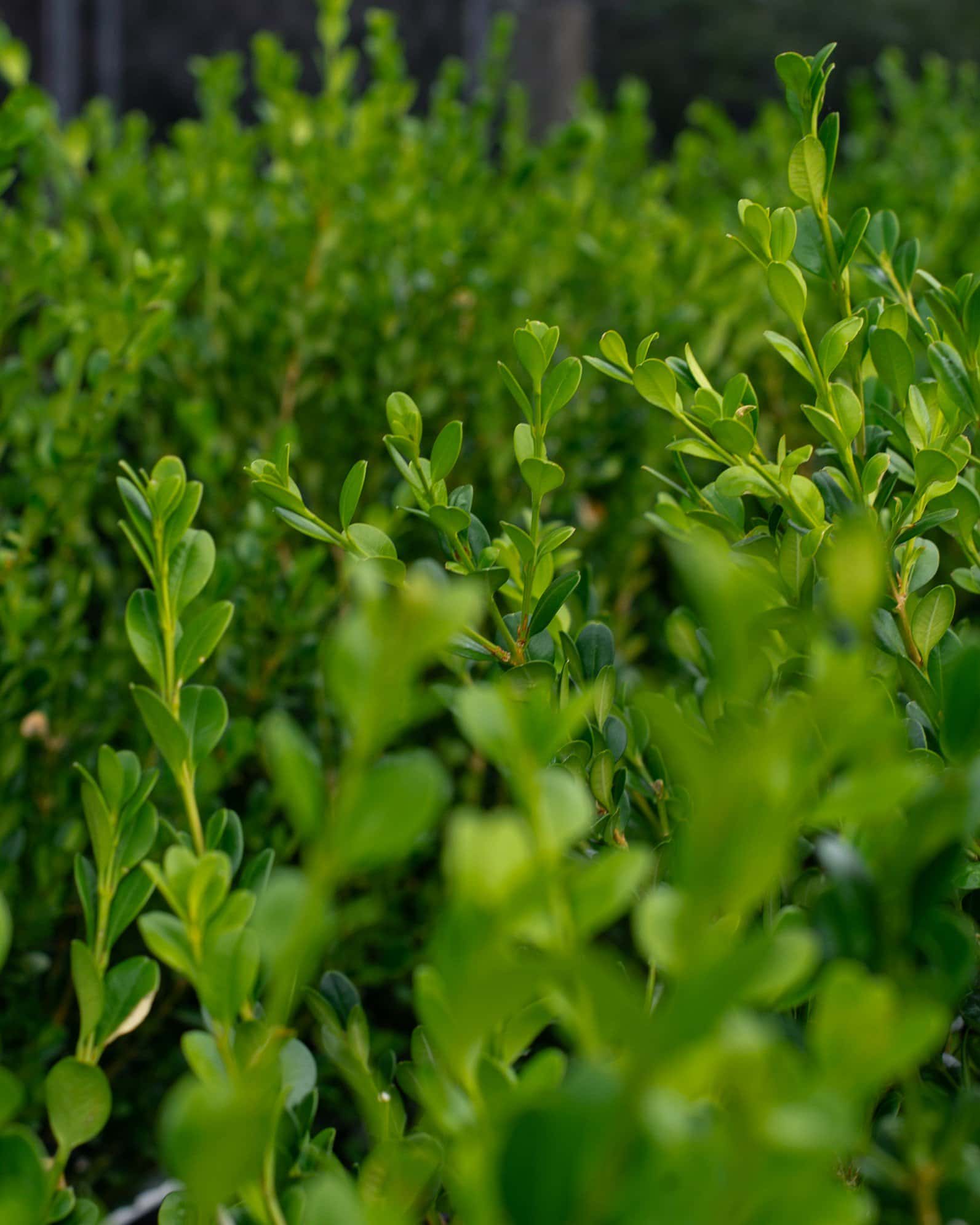 Wintergreen Boxwood - Image 2