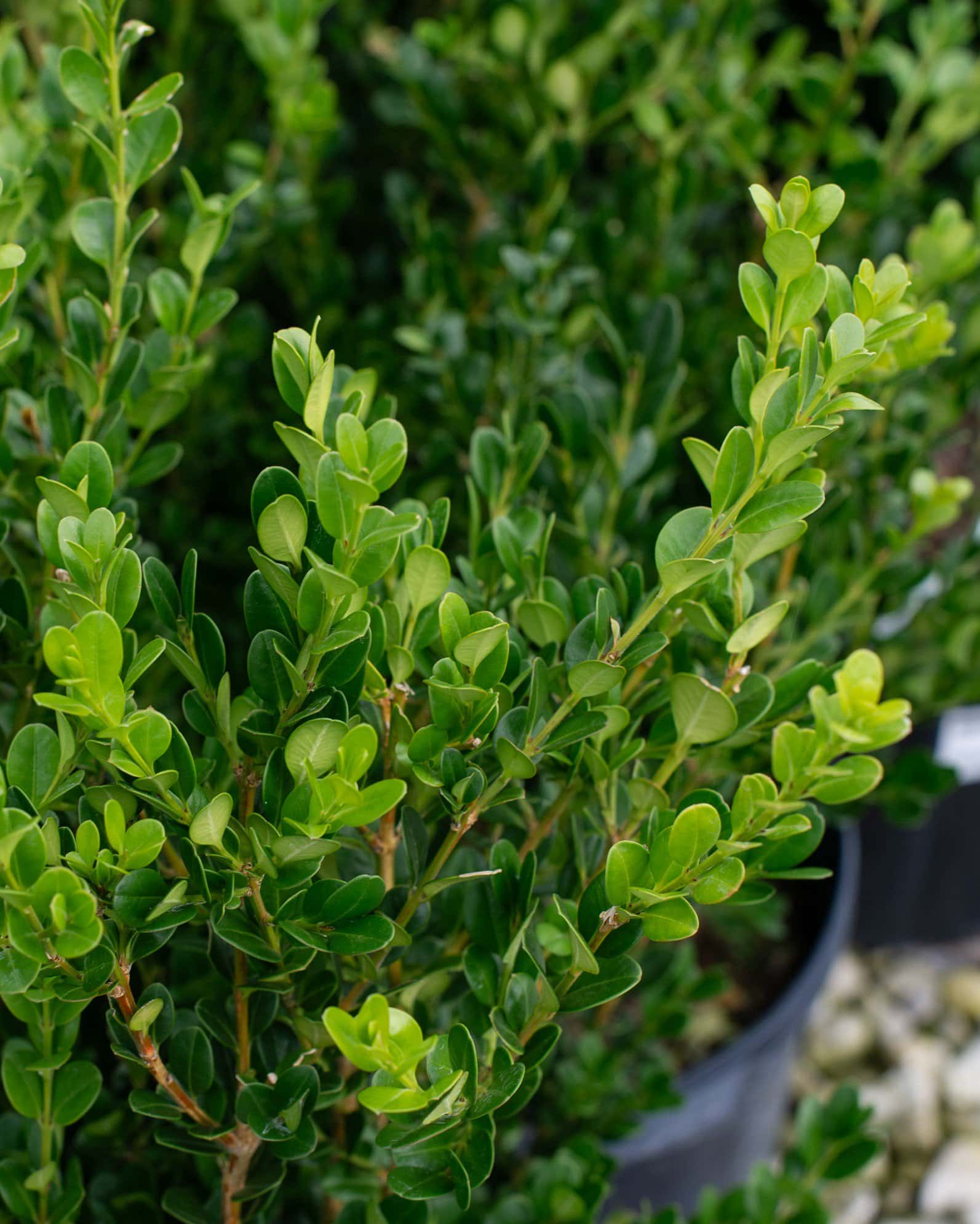 Wintergreen Boxwood - Image 4