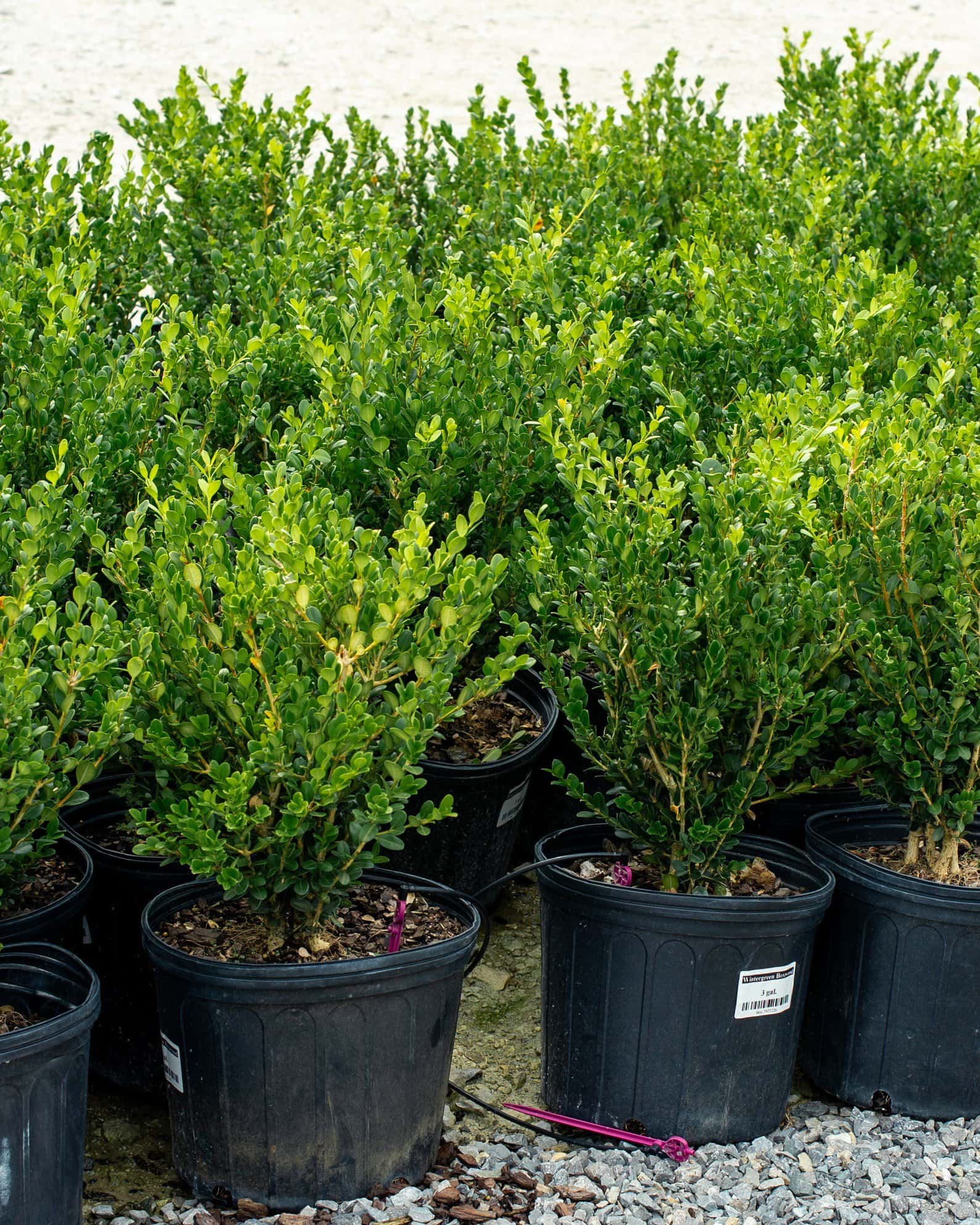 Wintergreen Boxwood - Image 5