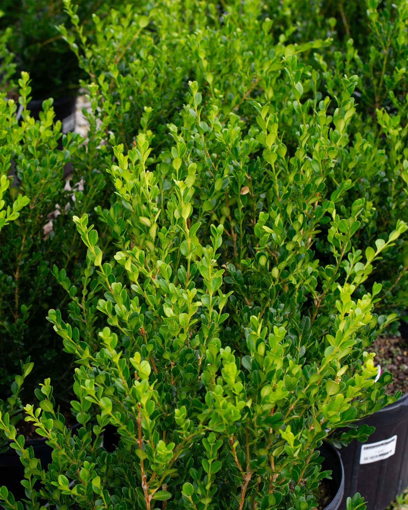 Wintergreen Boxwood - Image 6