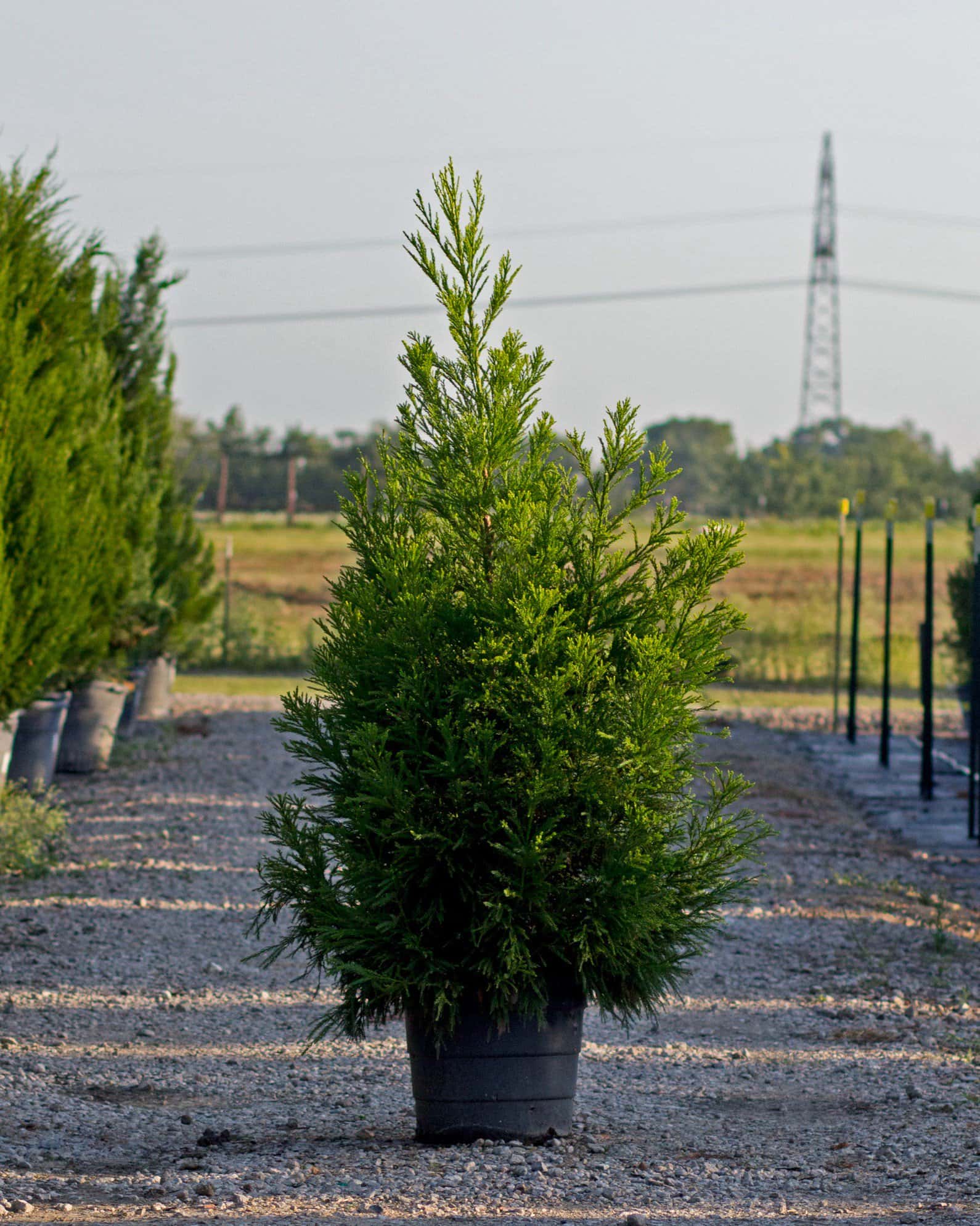 Japanese Cedar Yoshino - Main Image