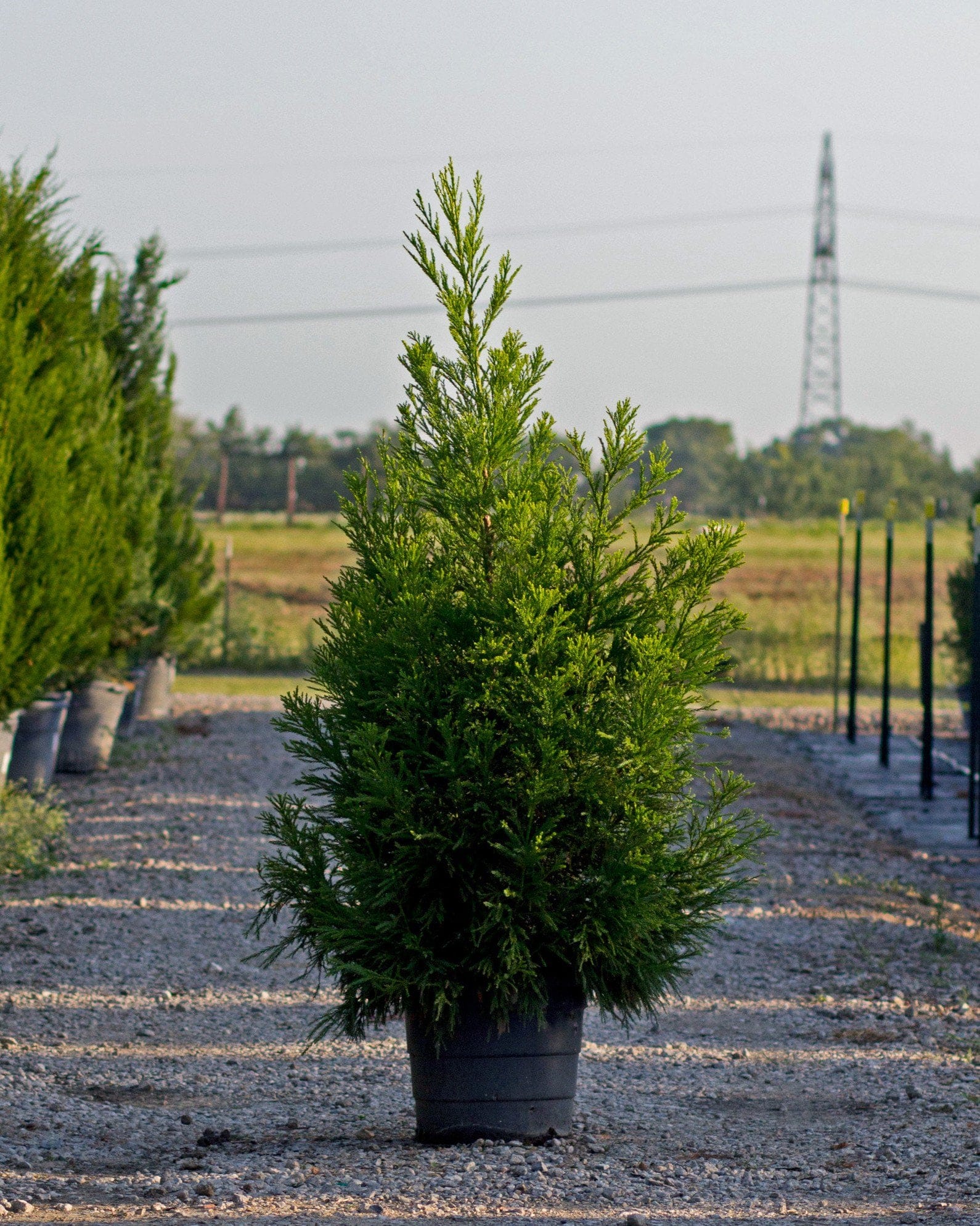 Japanese Cedar Yoshino - Main Image