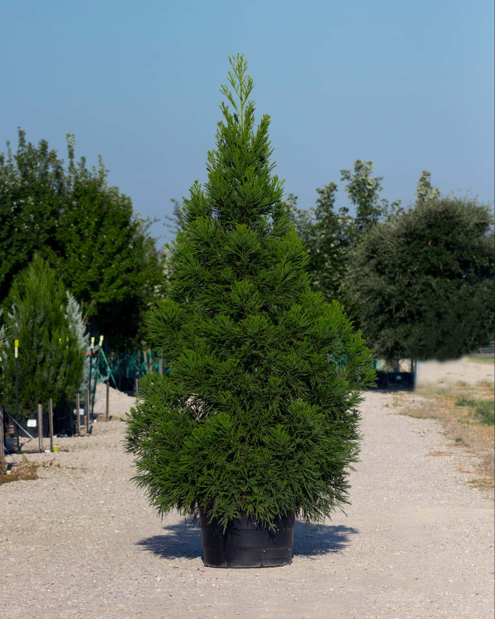 Japanese Cedar Yoshino - Image 6