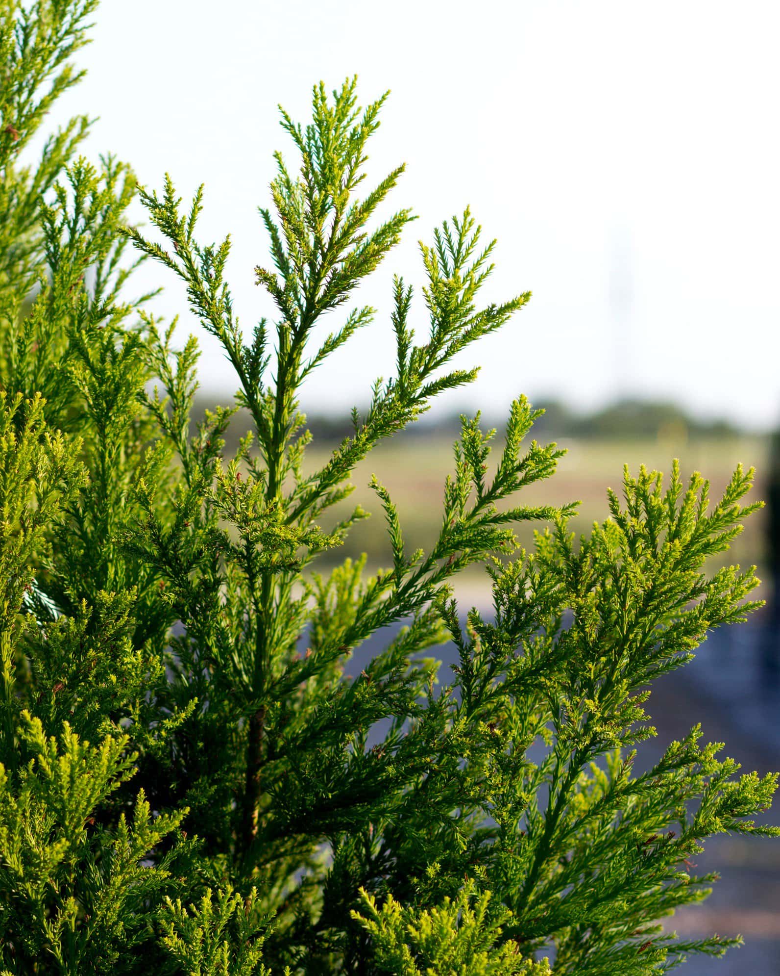 Japanese Cedar Yoshino - Image 7