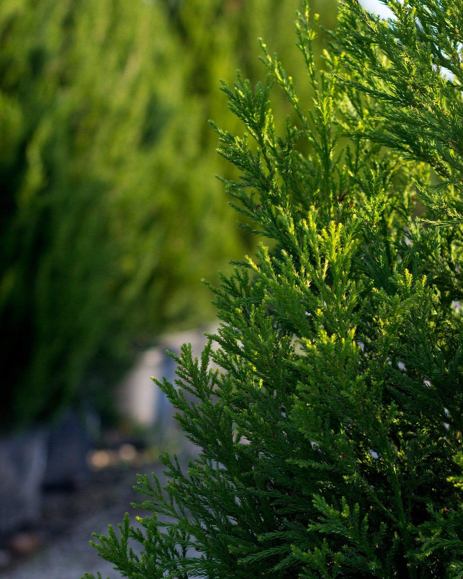 Japanese Cedar Yoshino - view 4