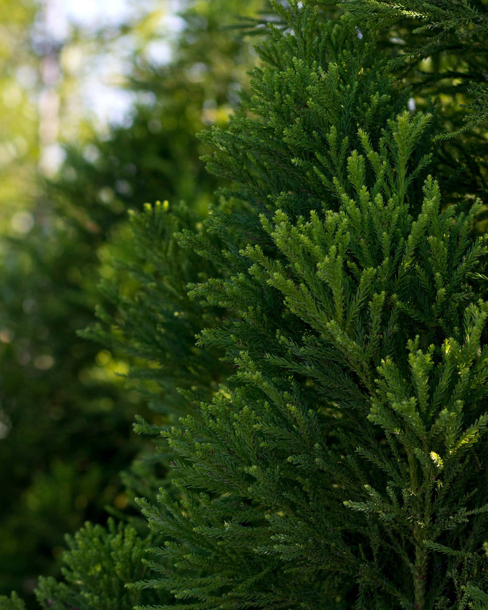 Japanese Cedar Yoshino - Image 2