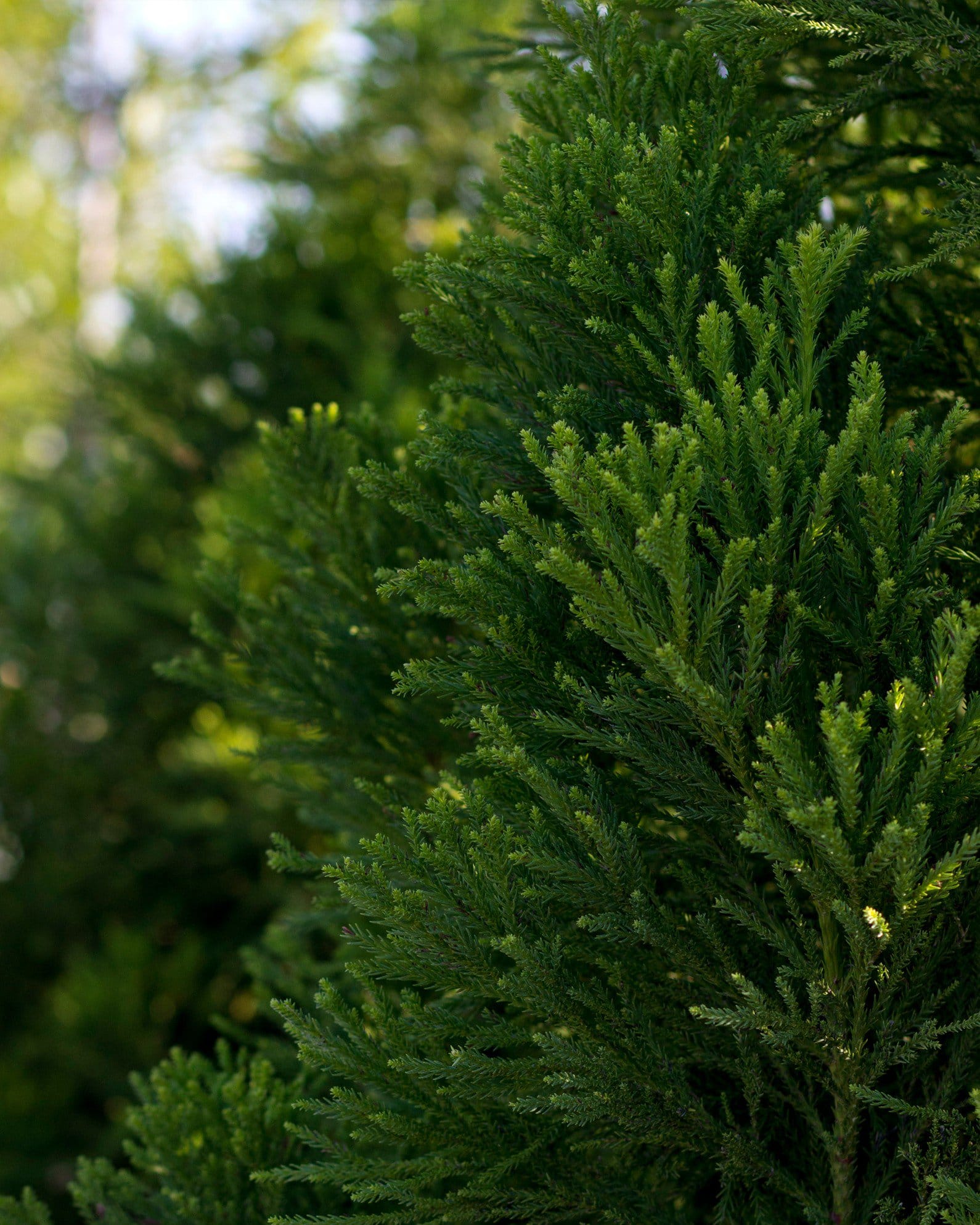 Japanese Cedar Yoshino - view 5