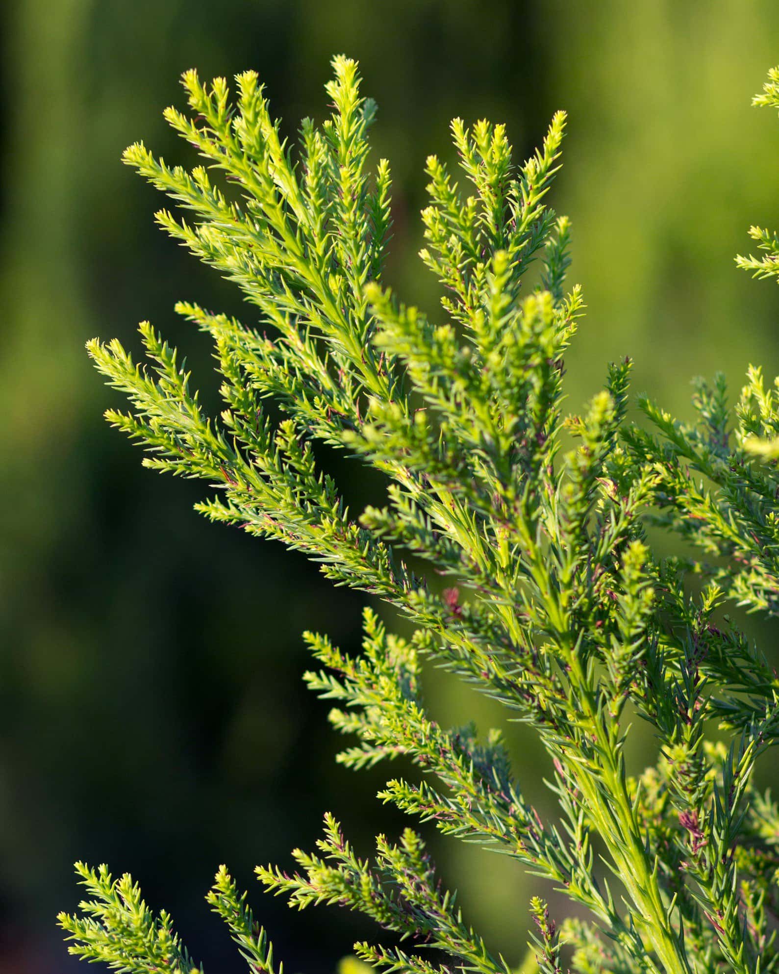 Japanese Cedar Yoshino - Image 3