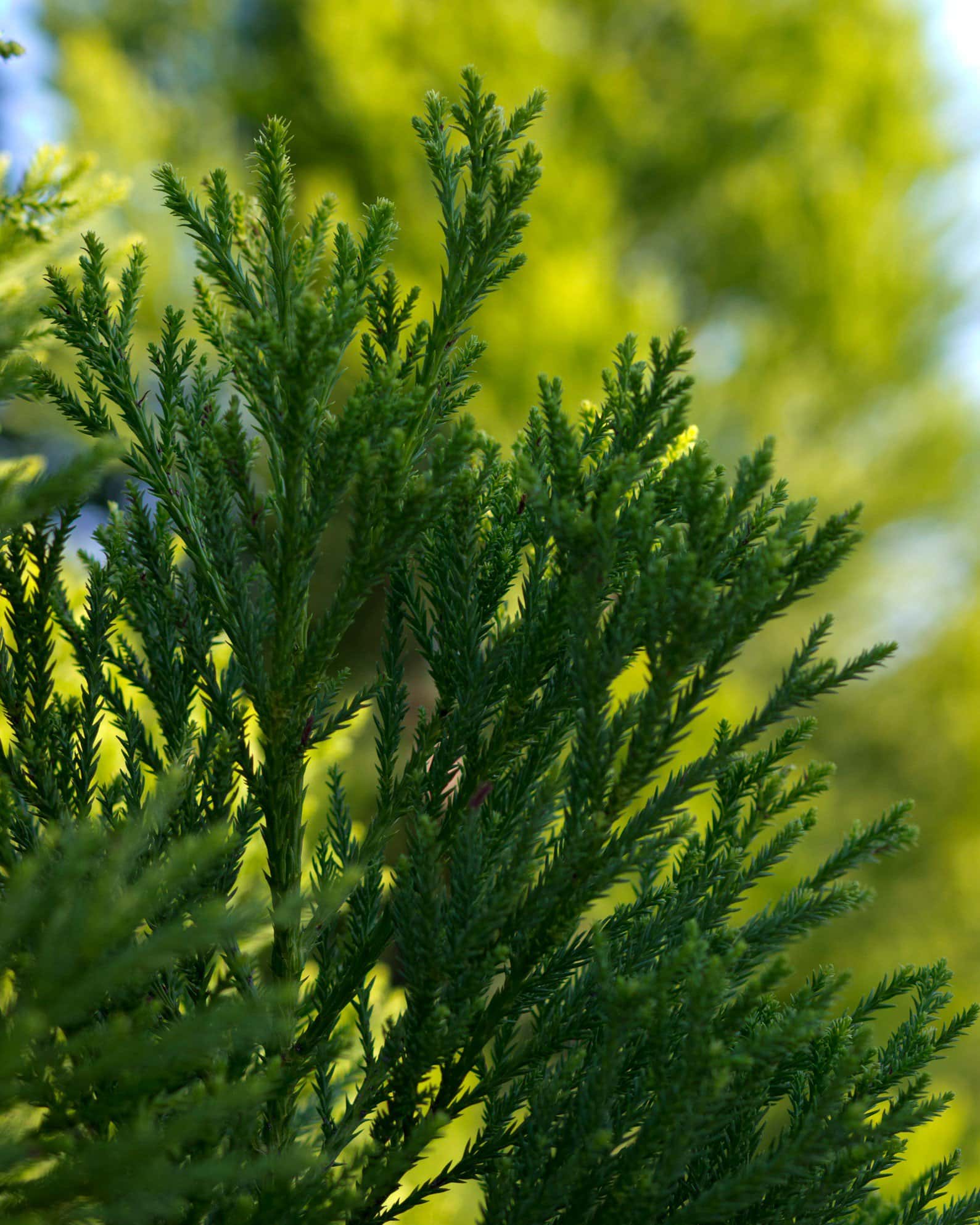 Japanese Cedar Yoshino - Image 4