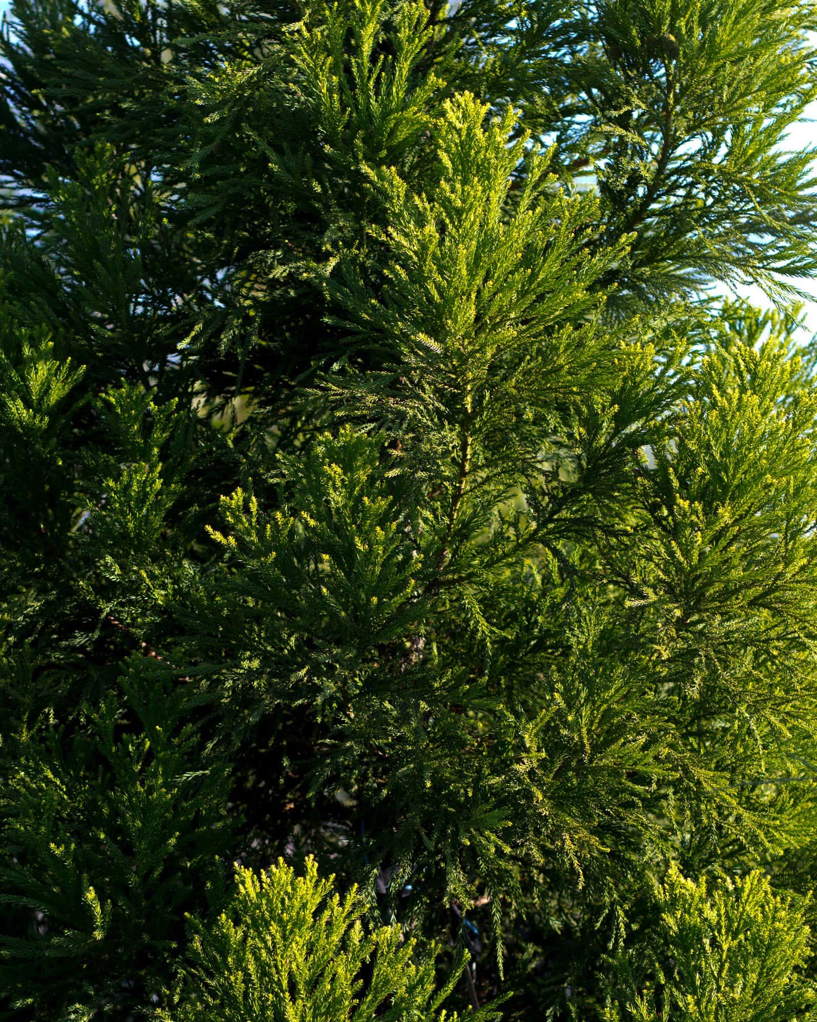 Japanese Cedar Yoshino - Image 5