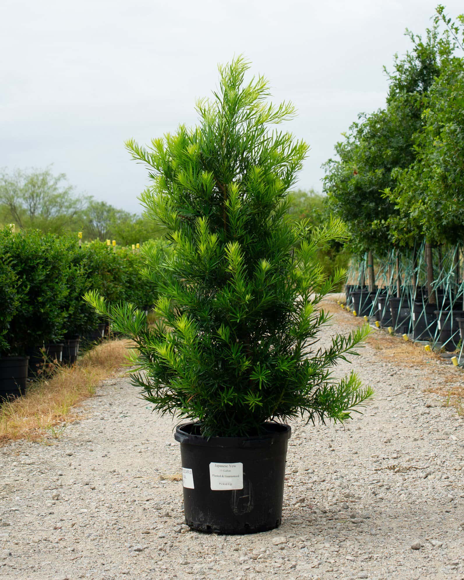 Japanese Yew - Main Image