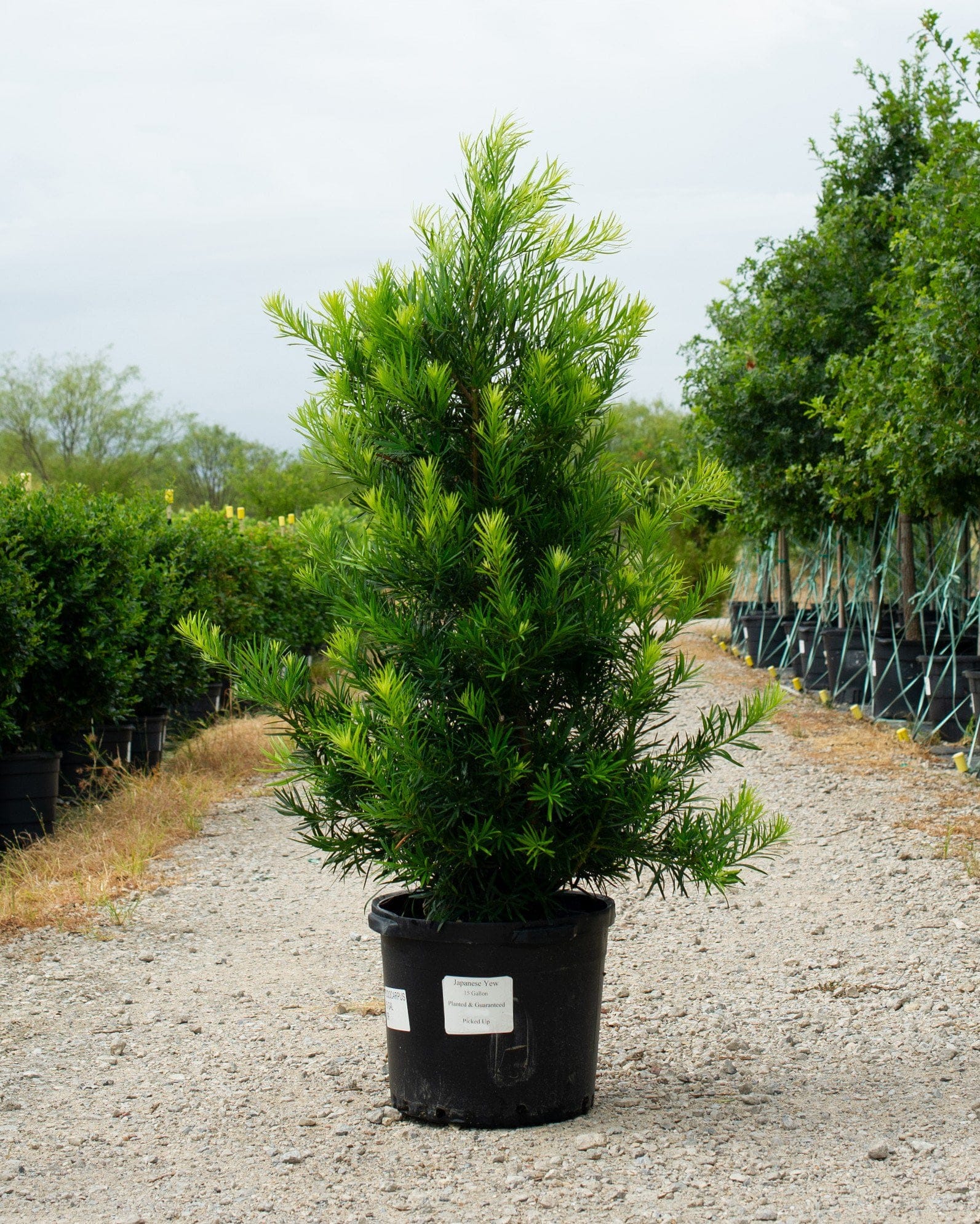 Japanese Yew