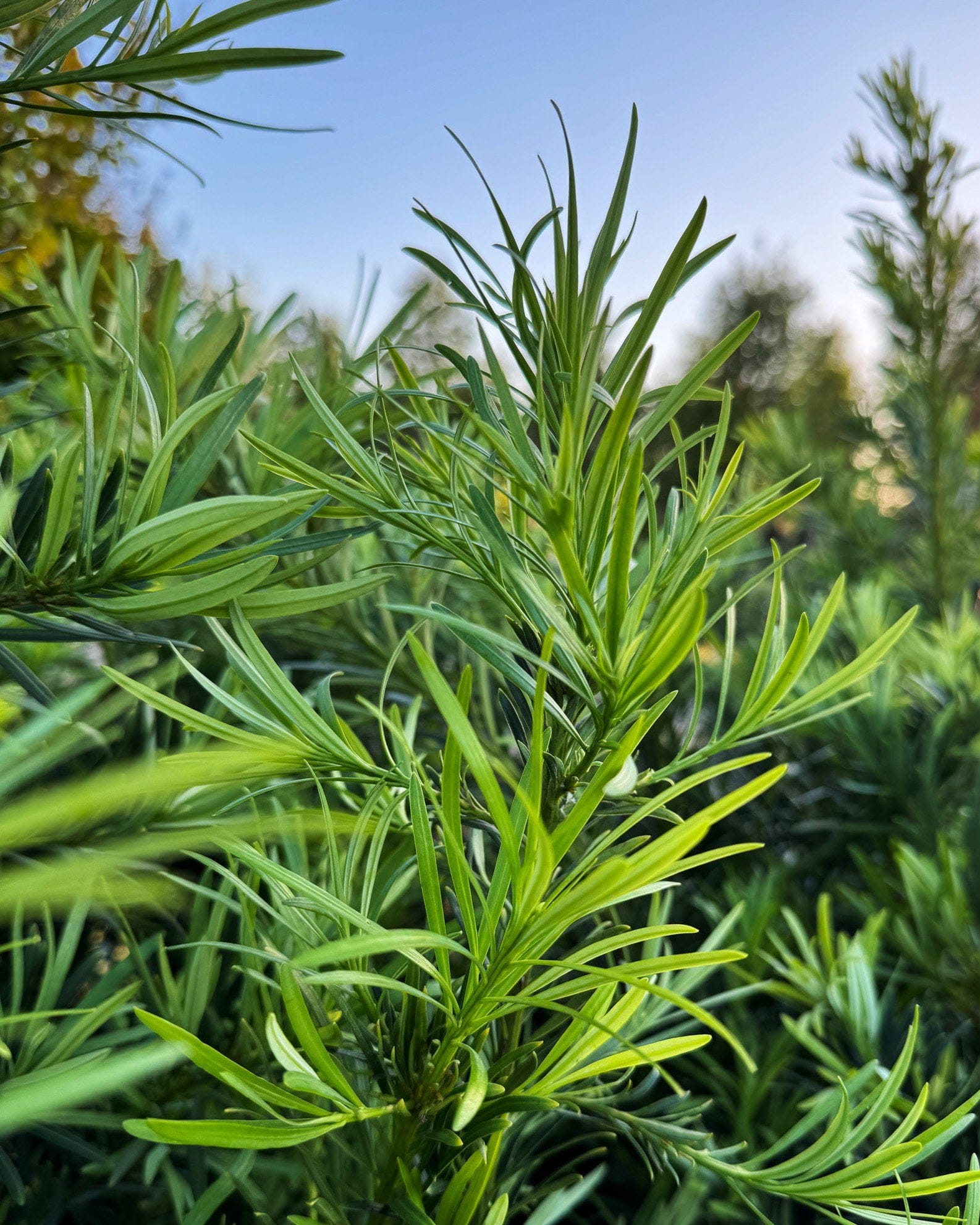 Japanese Yew - view 2