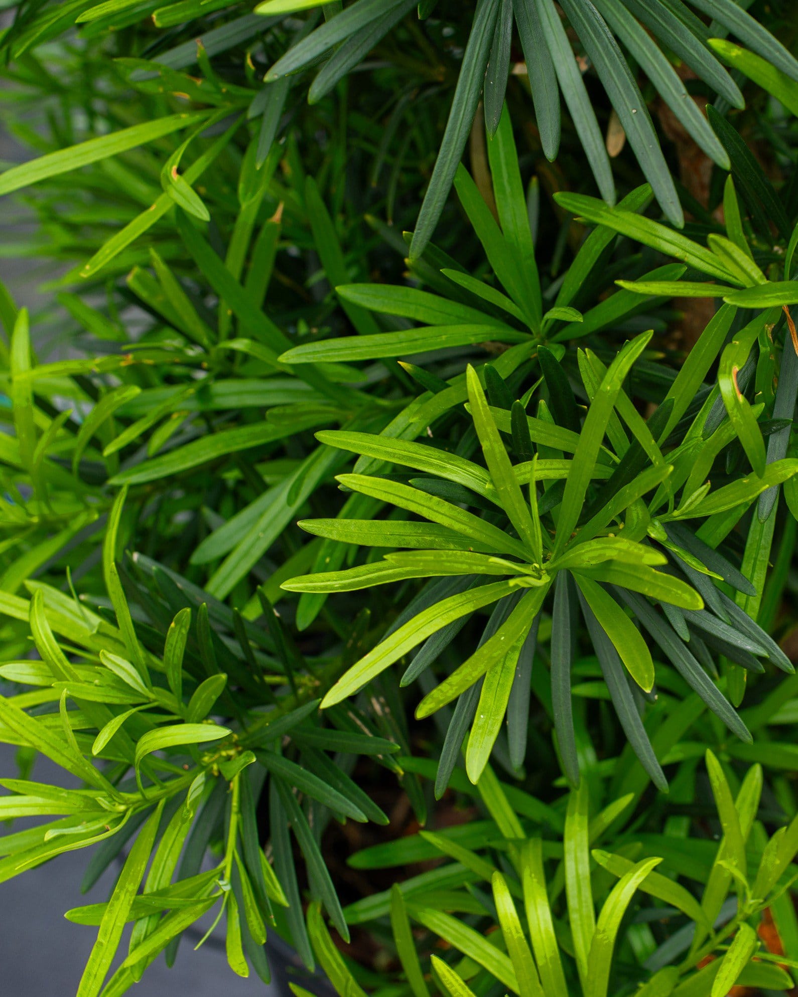 Japanese Yew - view 3