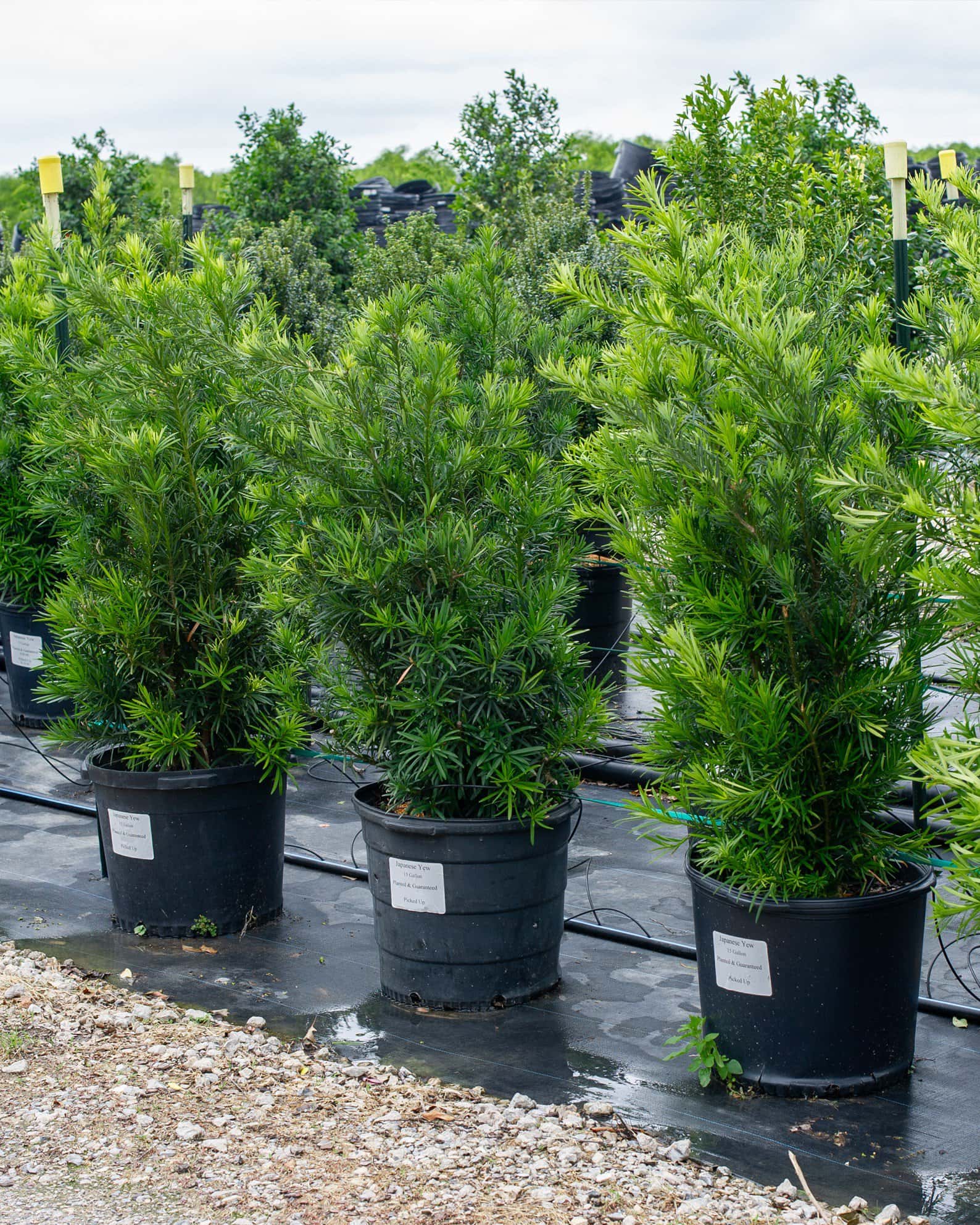 Japanese Yew - Image 1