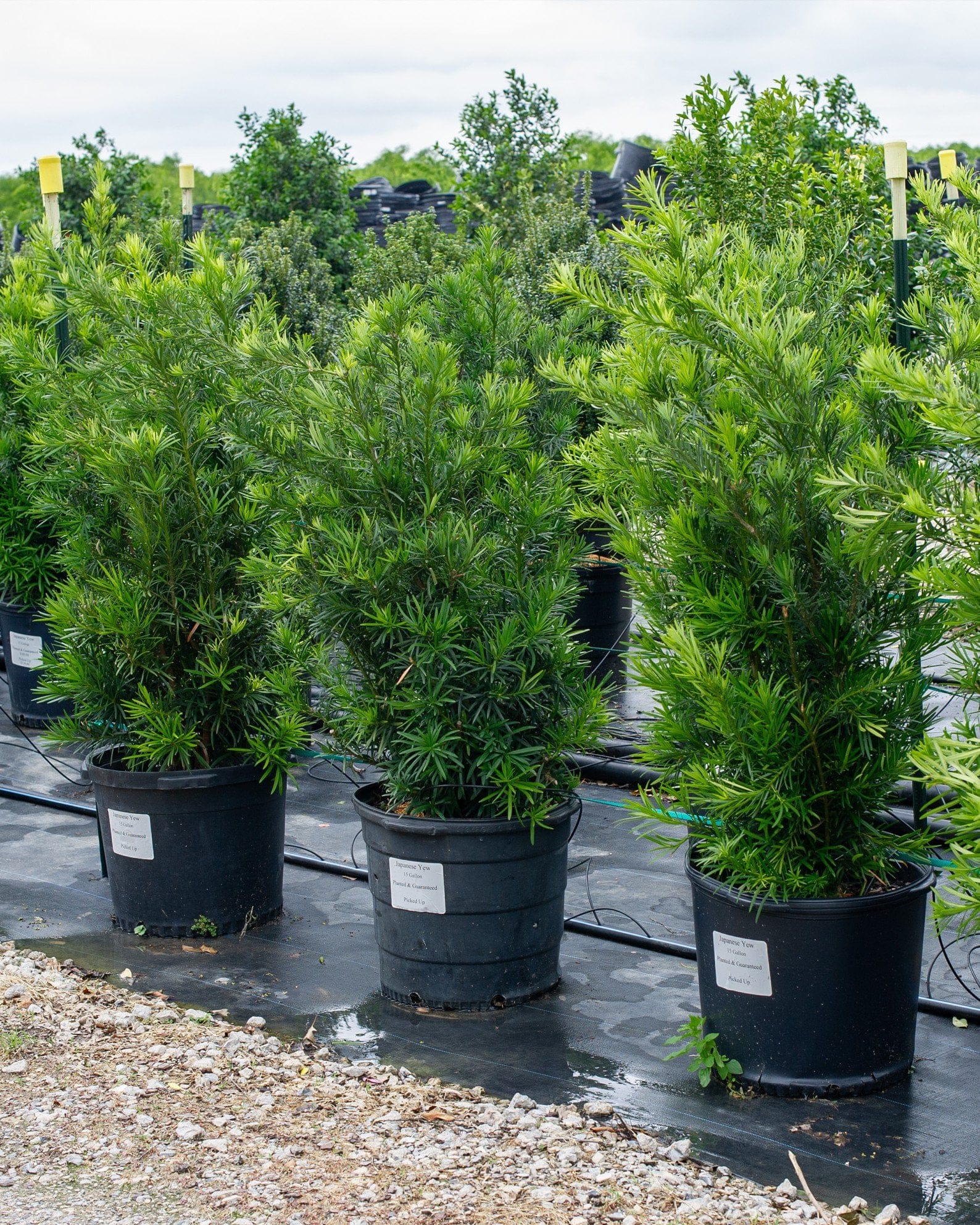Japanese Yew - view 4