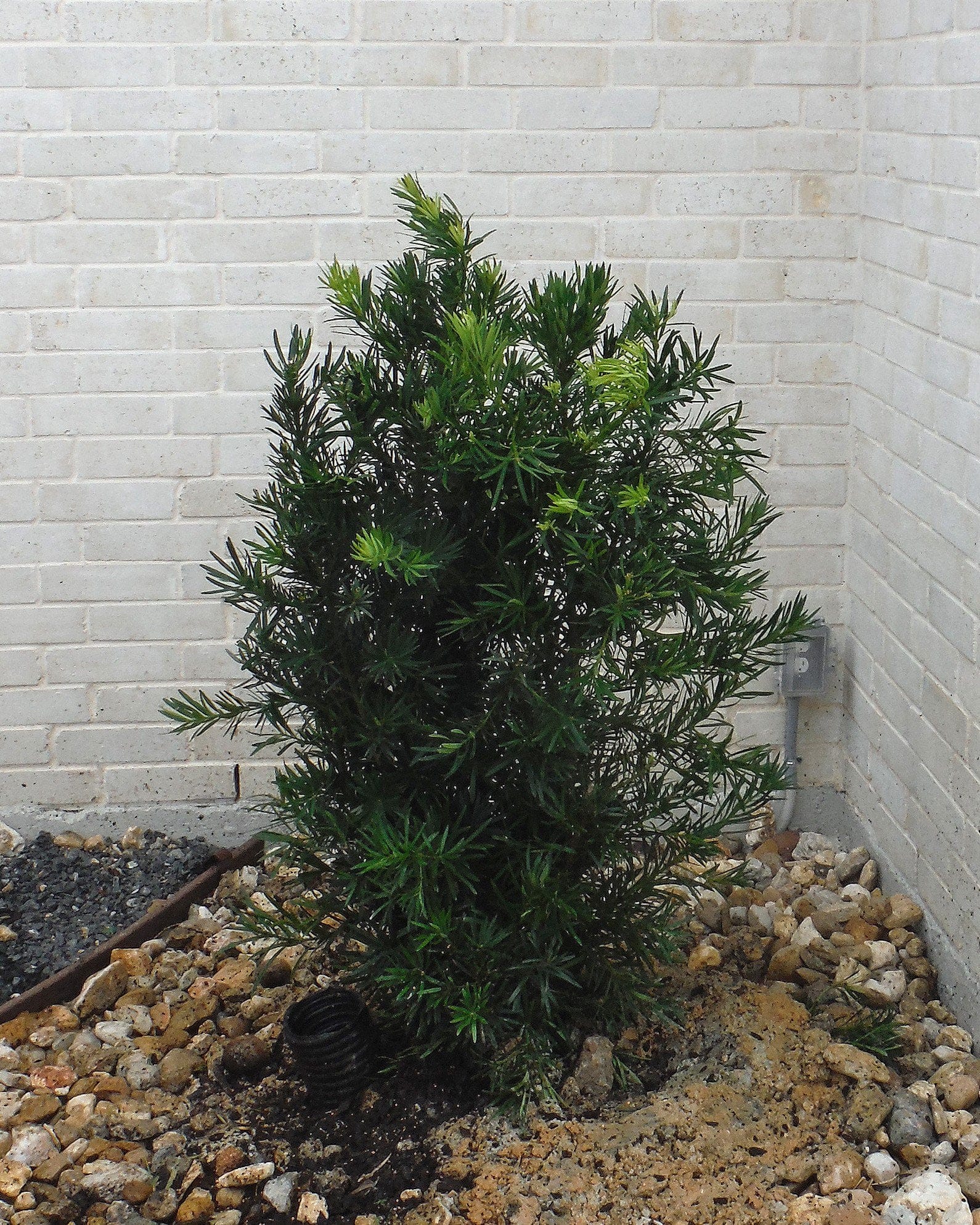 Japanese Yew - view 5